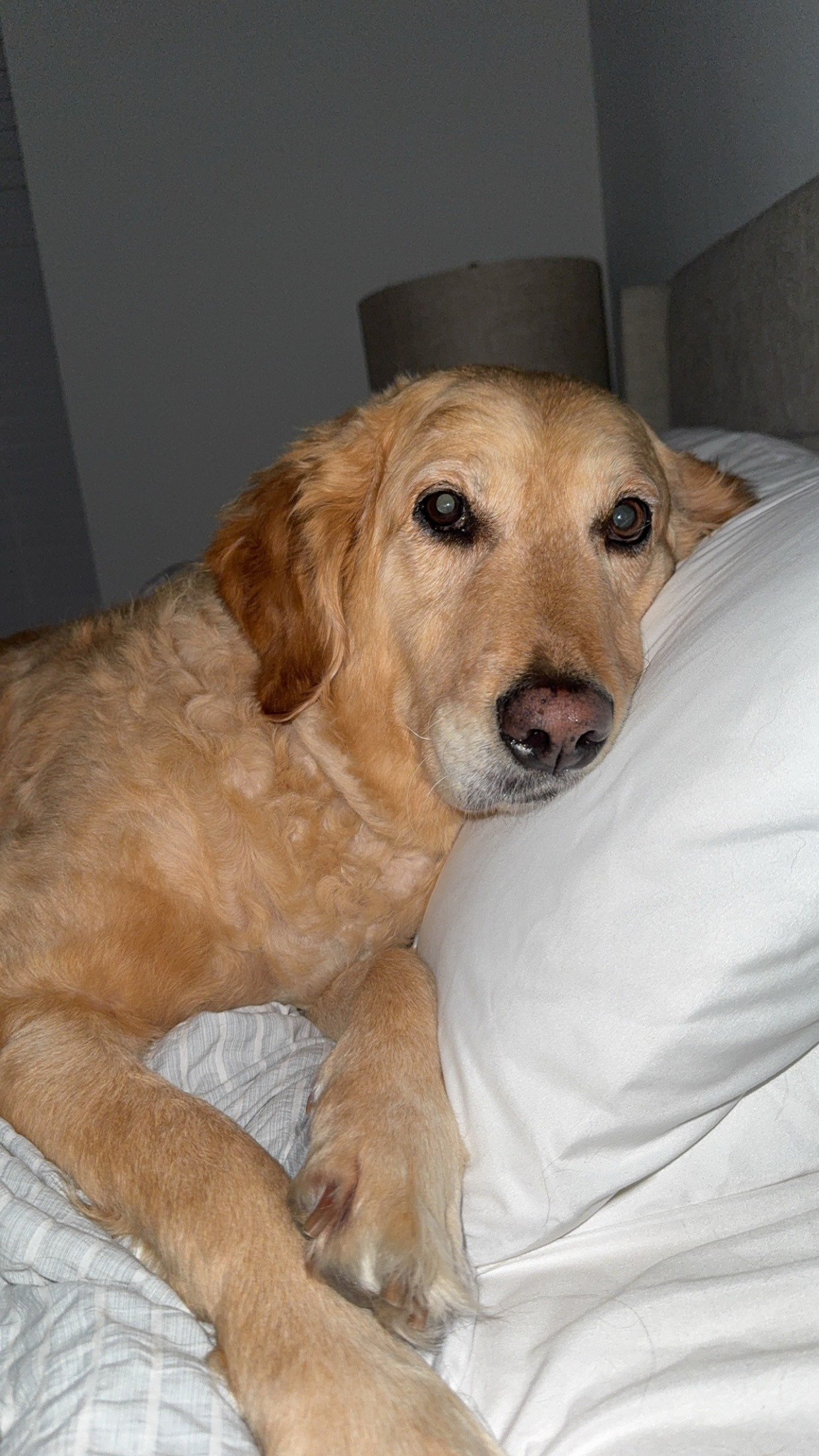 Help Adrian Get Ear Surgery to Remove a Tumor campaign photo, 2 of 7