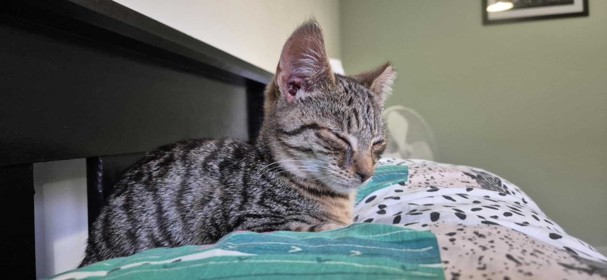 Help Tiny Cat to recover and thrive campaign photo, 4 of 8