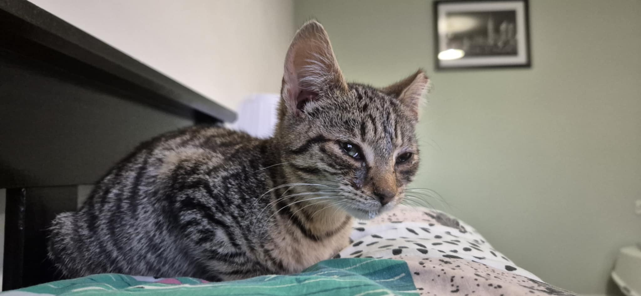 Help Tiny Cat to recover and thrive campaign photo, 2 of 8