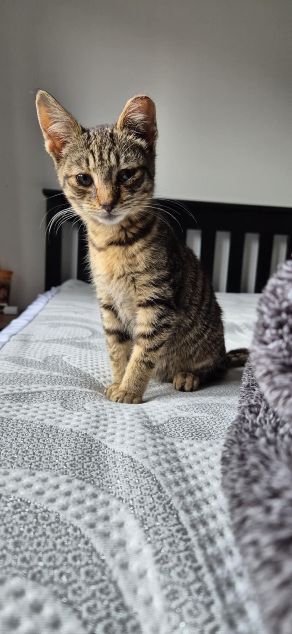 Help Tiny Cat to recover and thrive campaign photo, 5 of 8