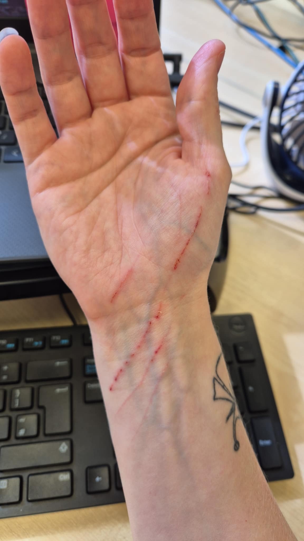 Help Tiny Cat to recover and thrive campaign photo, 6 of 8