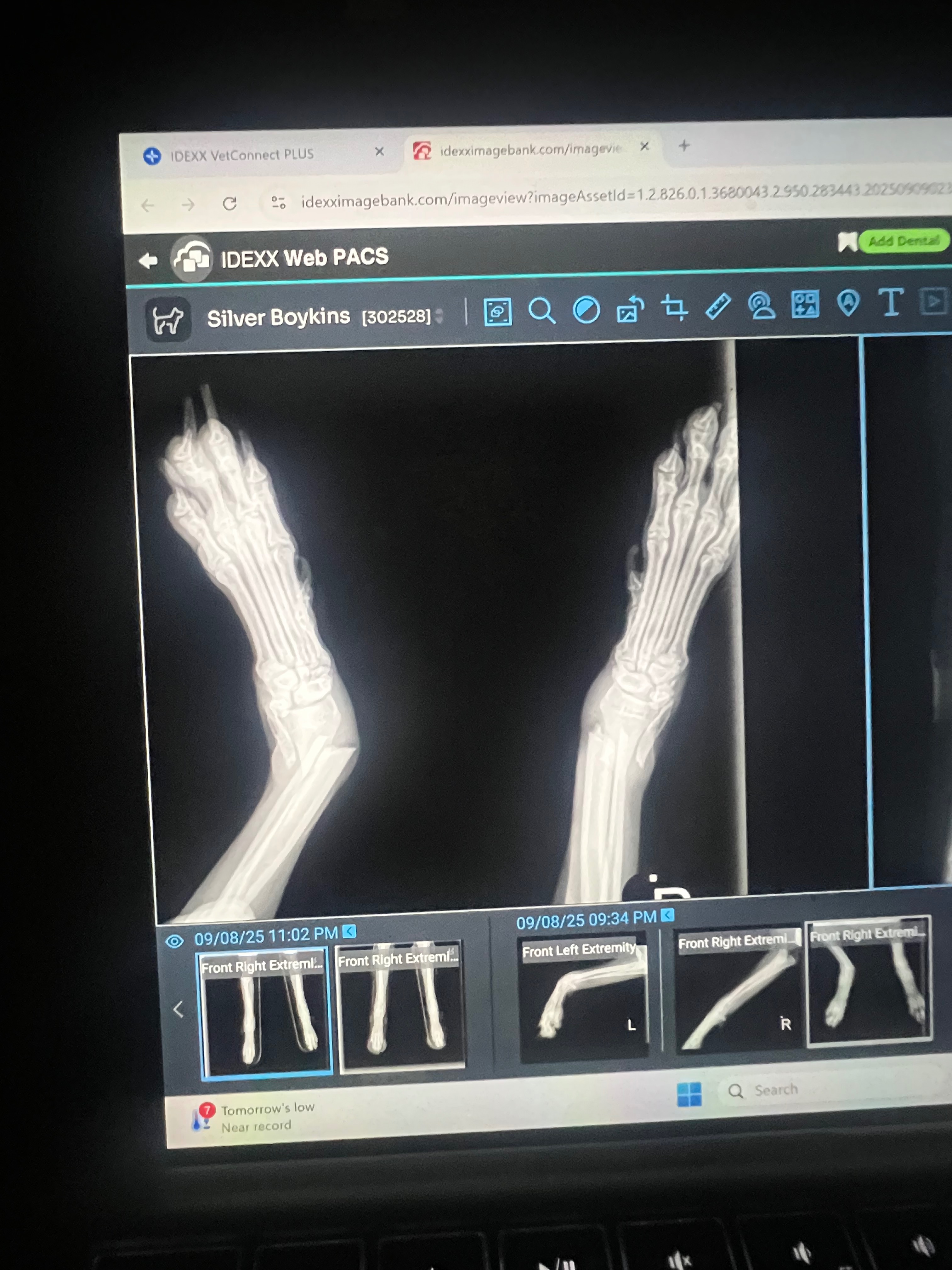 Surgery for silver’s broken legs campaign photo, 4 of 5