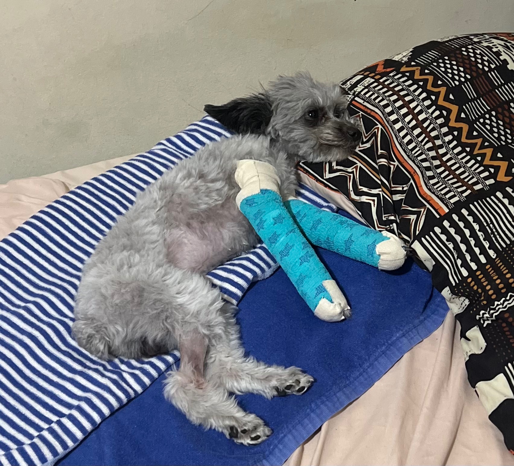 Surgery for silver’s broken legs campaign photo, 2 of 5