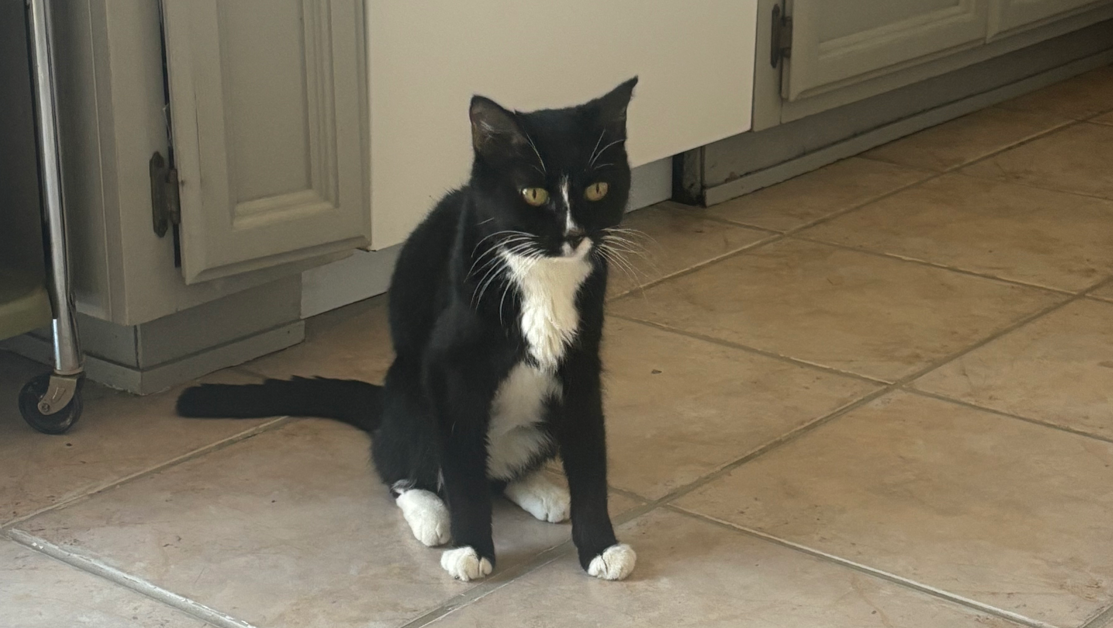 Help Annika's Athena Get Urgent Medical Care photo