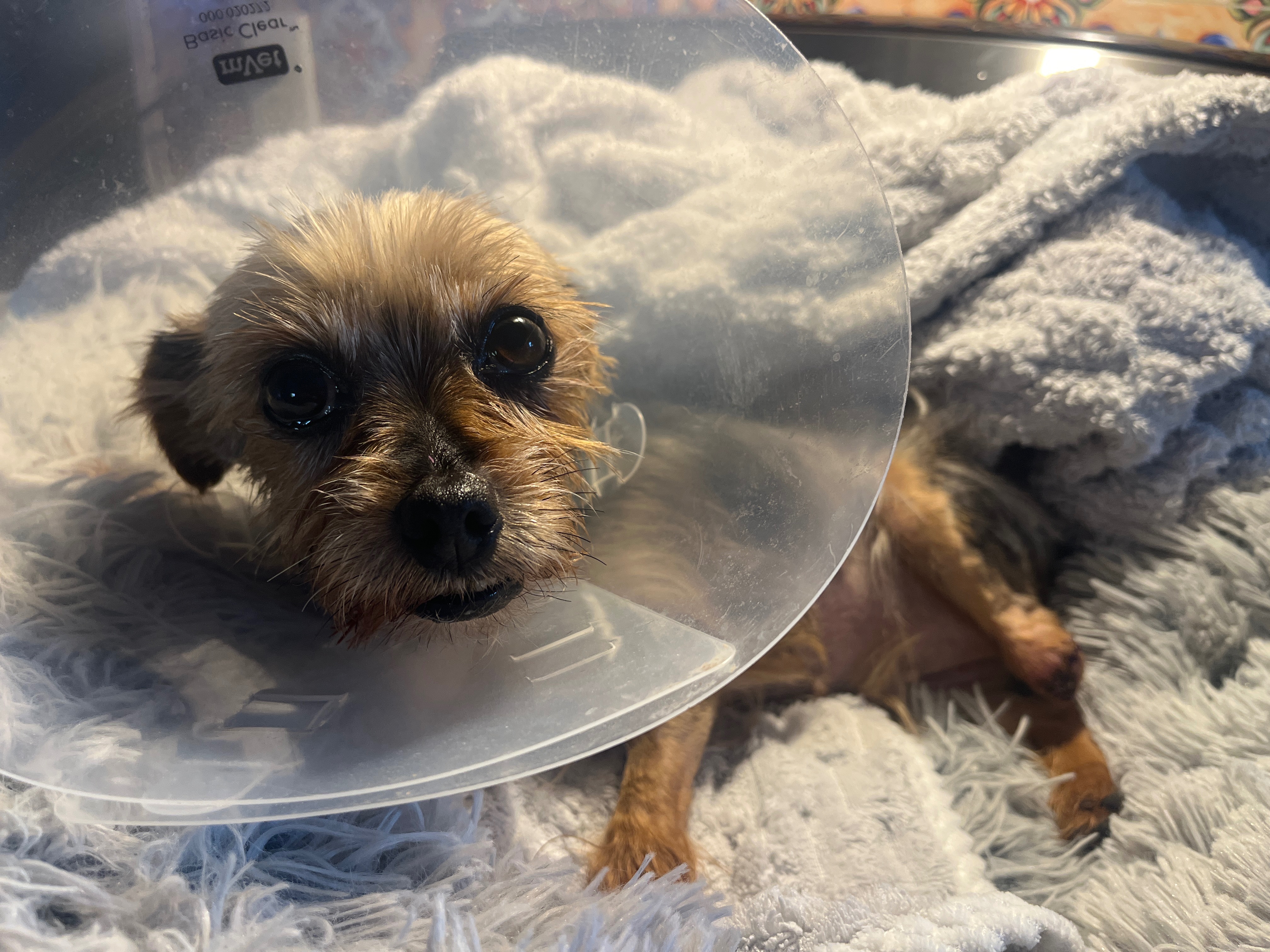 Please Help Sissy Finish Her Fight to Get Healthy campaign photo, 5 of 8