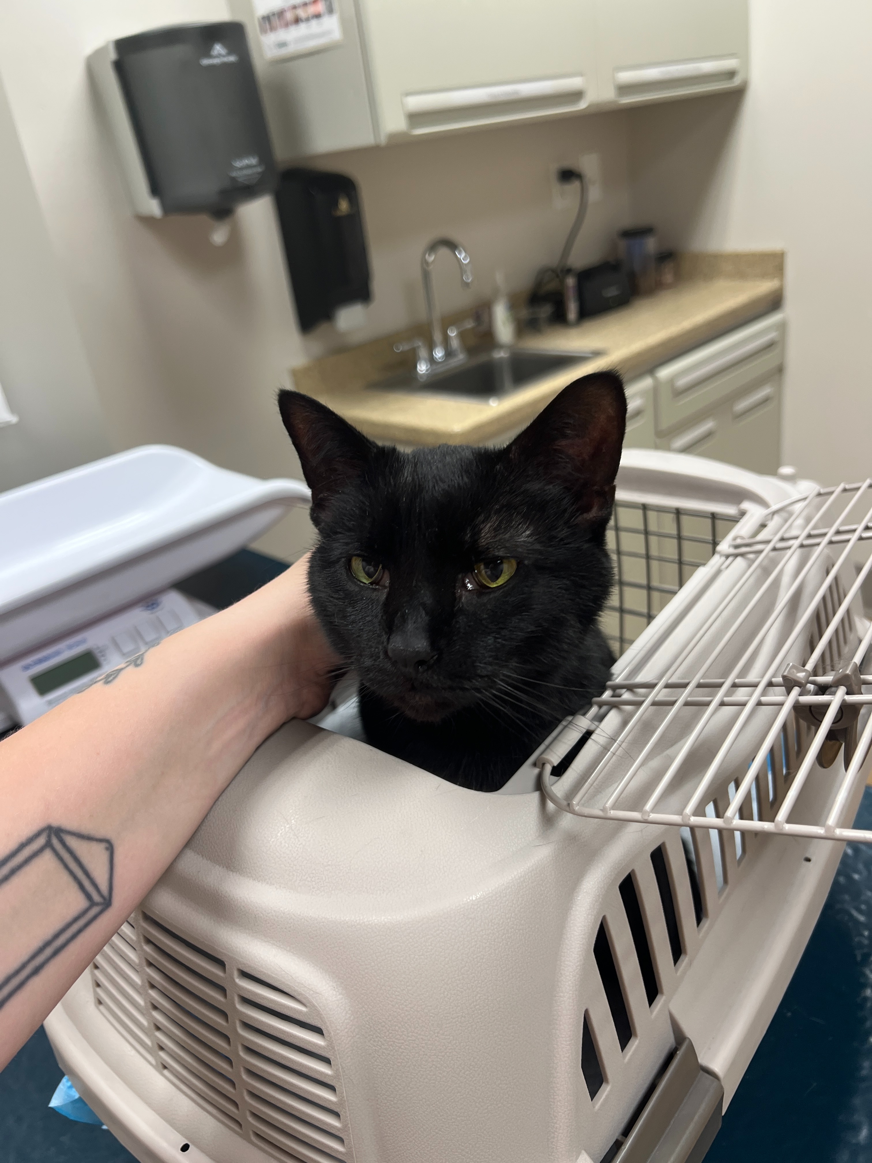 Help Bruce Get the Vet Care He Needs campaign photo, 2 of 7