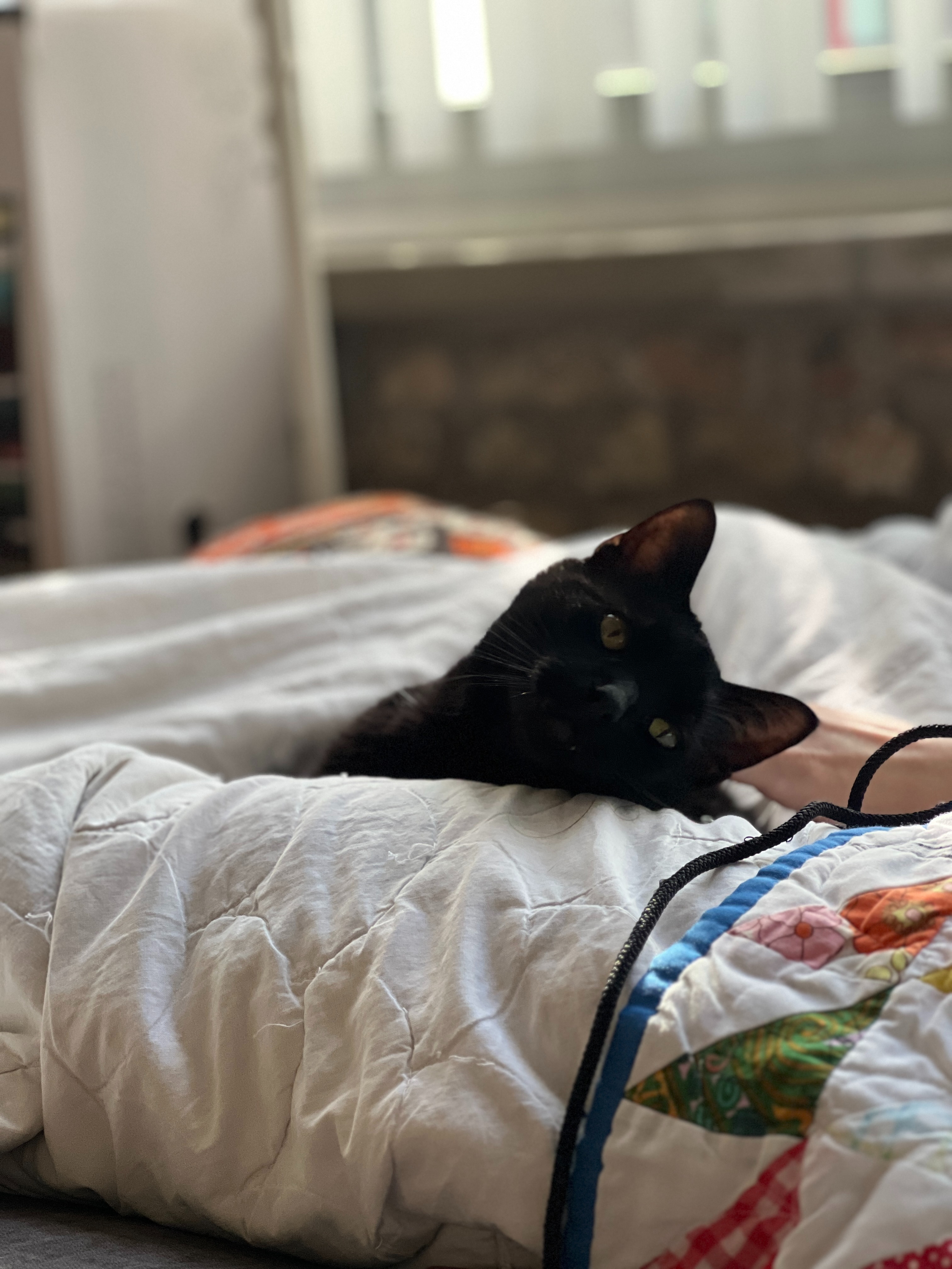 Help Bruce Get the Vet Care He Needs campaign photo, 4 of 7