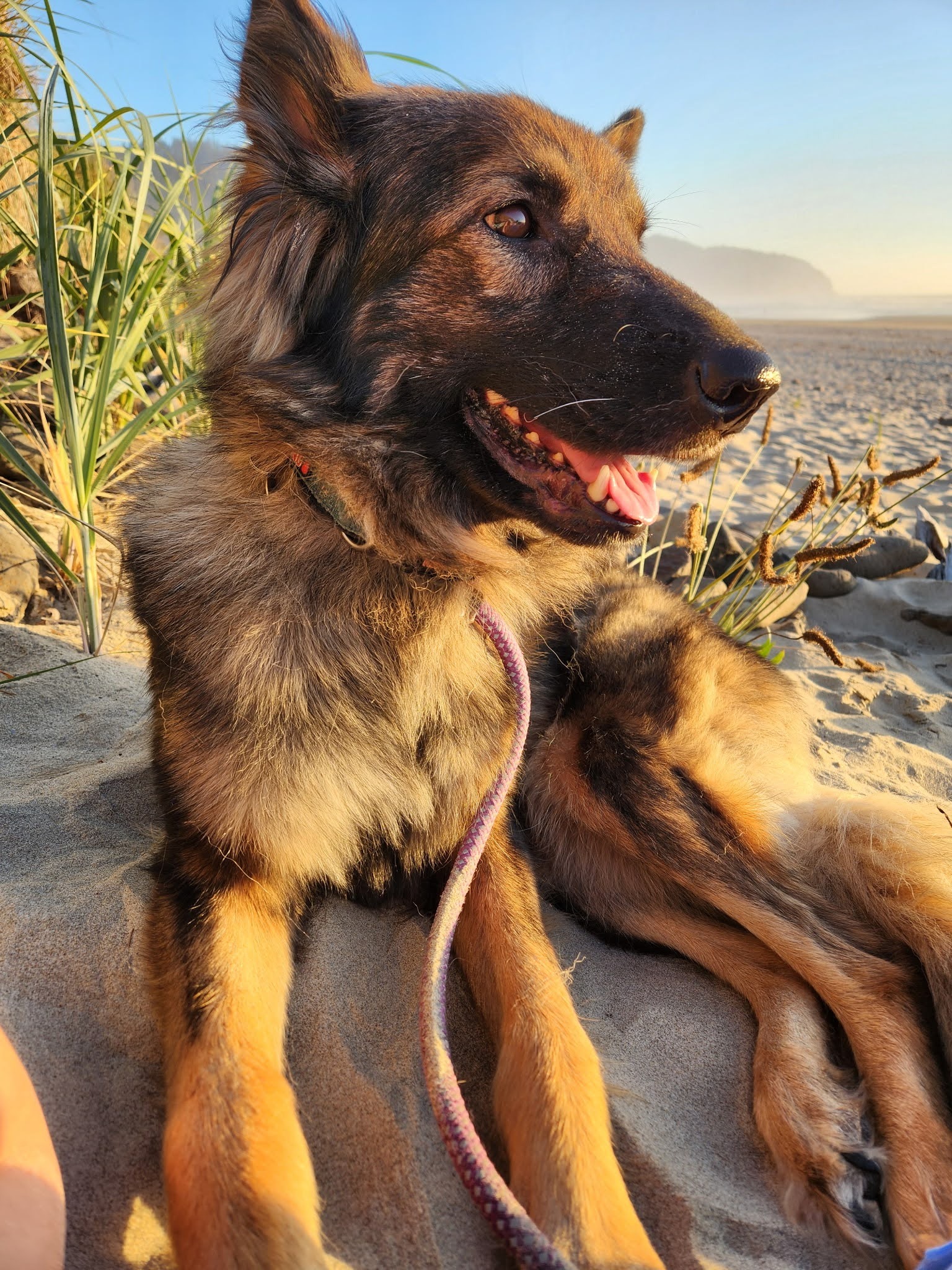 Please help me avoid eviction - and welcome a new pup! campaign photo, 2 of 6