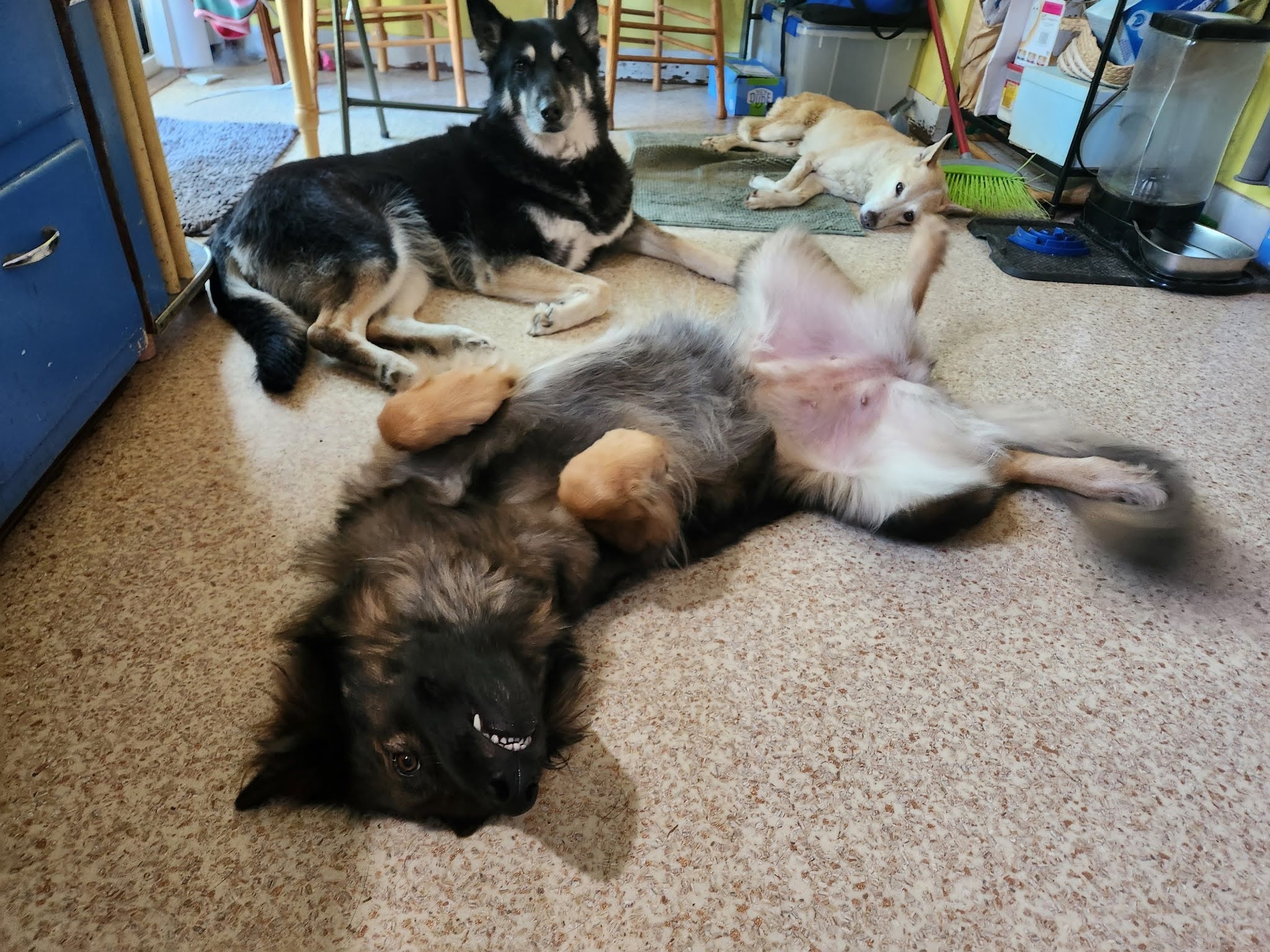 Please help me avoid eviction - and welcome a new pup! campaign photo, 4 of 6