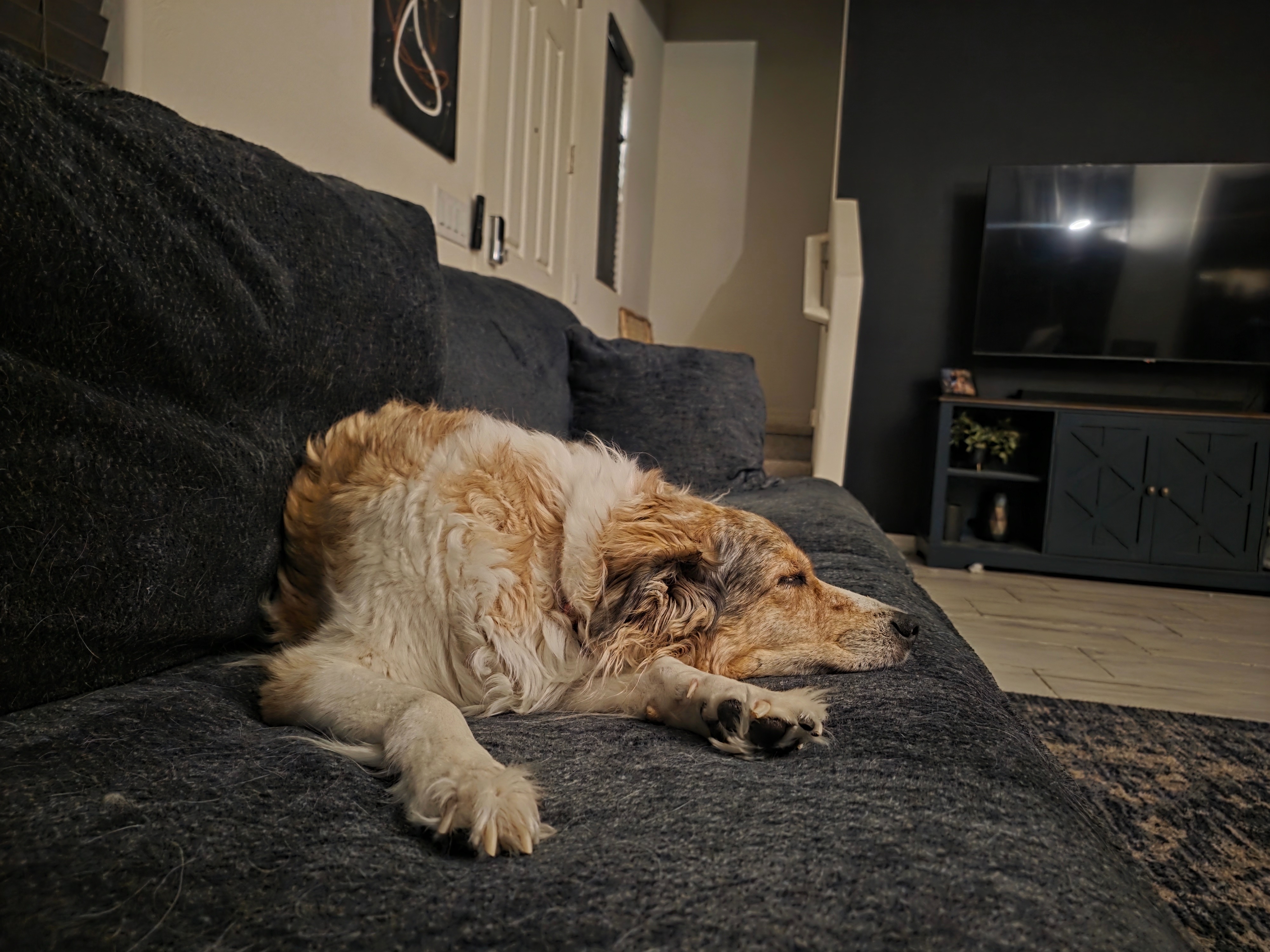 Laying Eevee to rest - Vet Bills campaign photo, 6 of 7