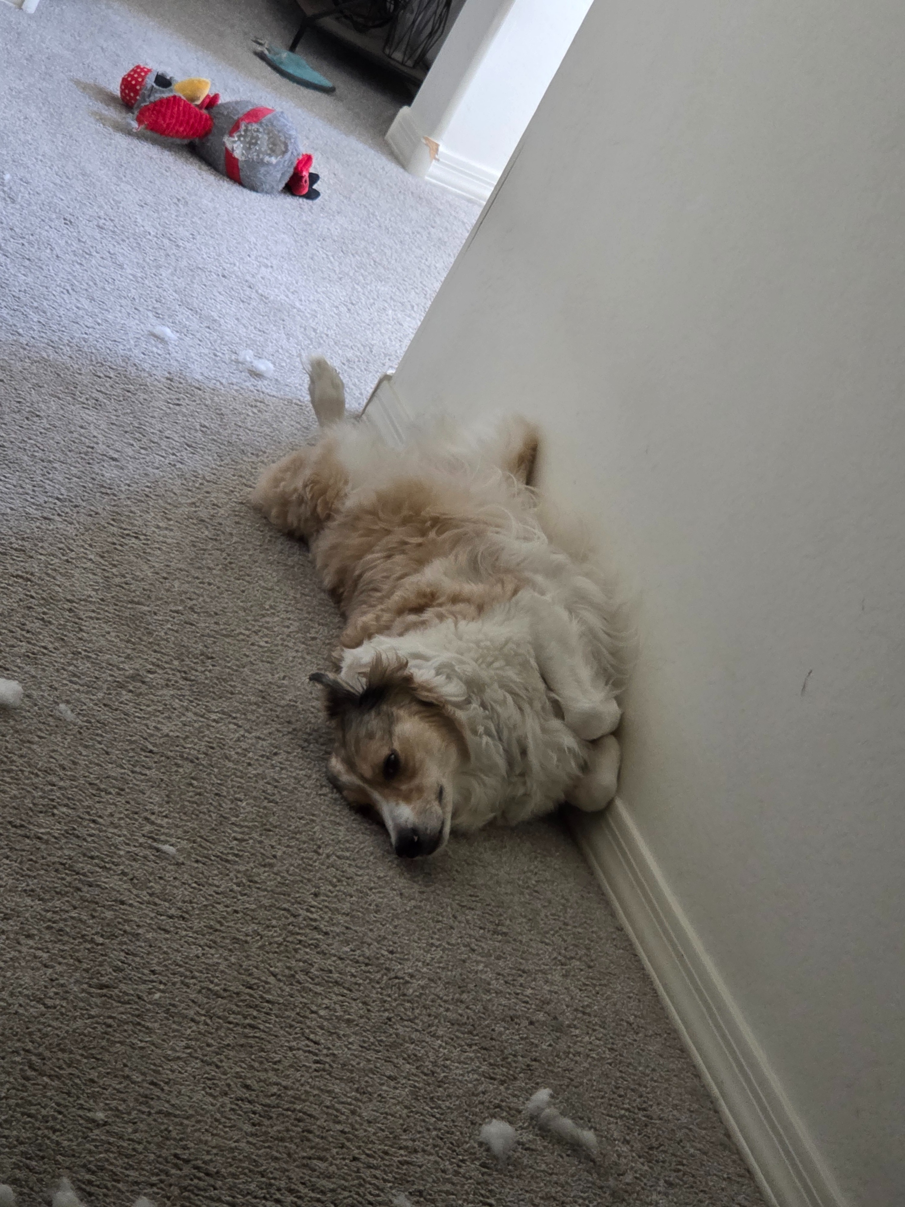 Laying Eevee to rest - Vet Bills campaign photo, 5 of 7