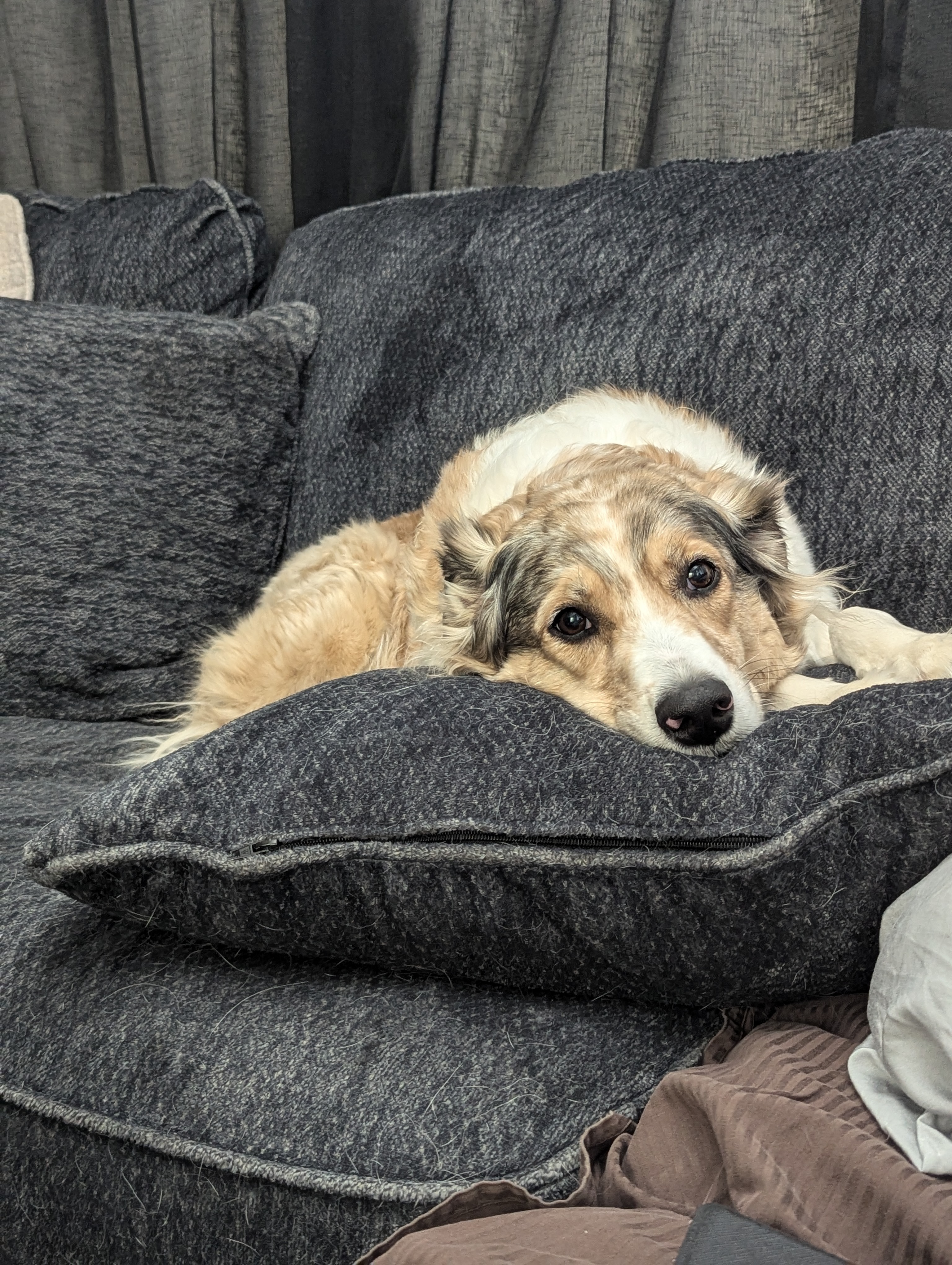 Laying Eevee to rest - Vet Bills campaign photo, 4 of 7