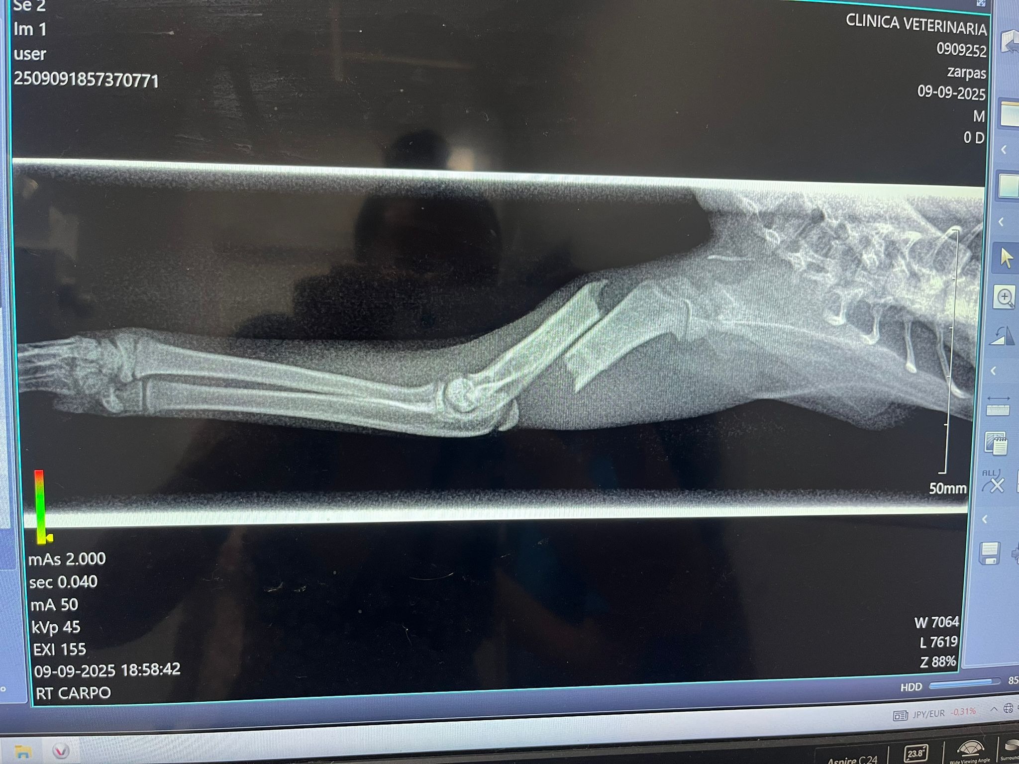 Cata, gatita de 3 meses con el humero fracturado campaign photo, 5 of 5