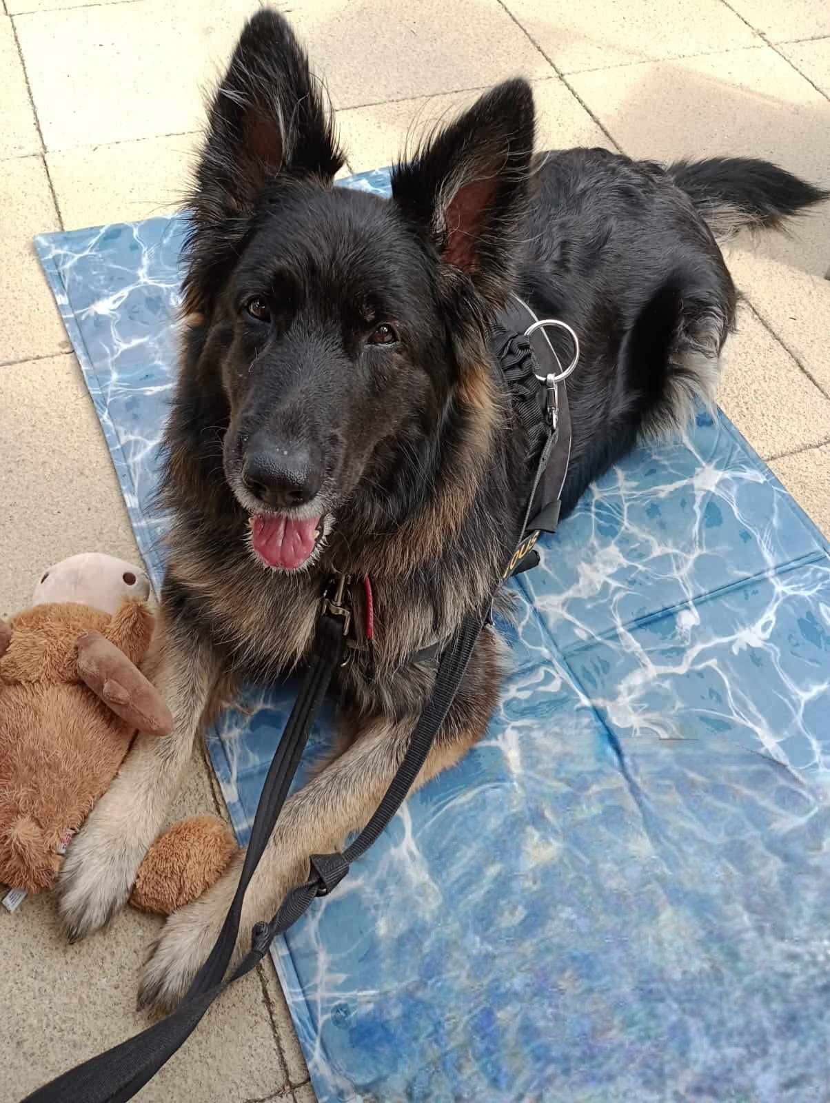 Donations to help my fur baby beat severe pneumonia campaign photo, 7 of 8