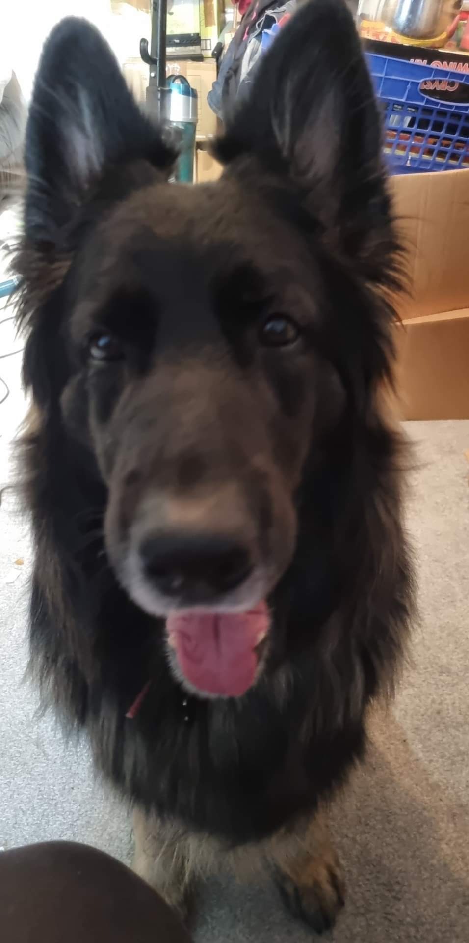 Donations to help my fur baby beat severe pneumonia campaign photo, 2 of 8