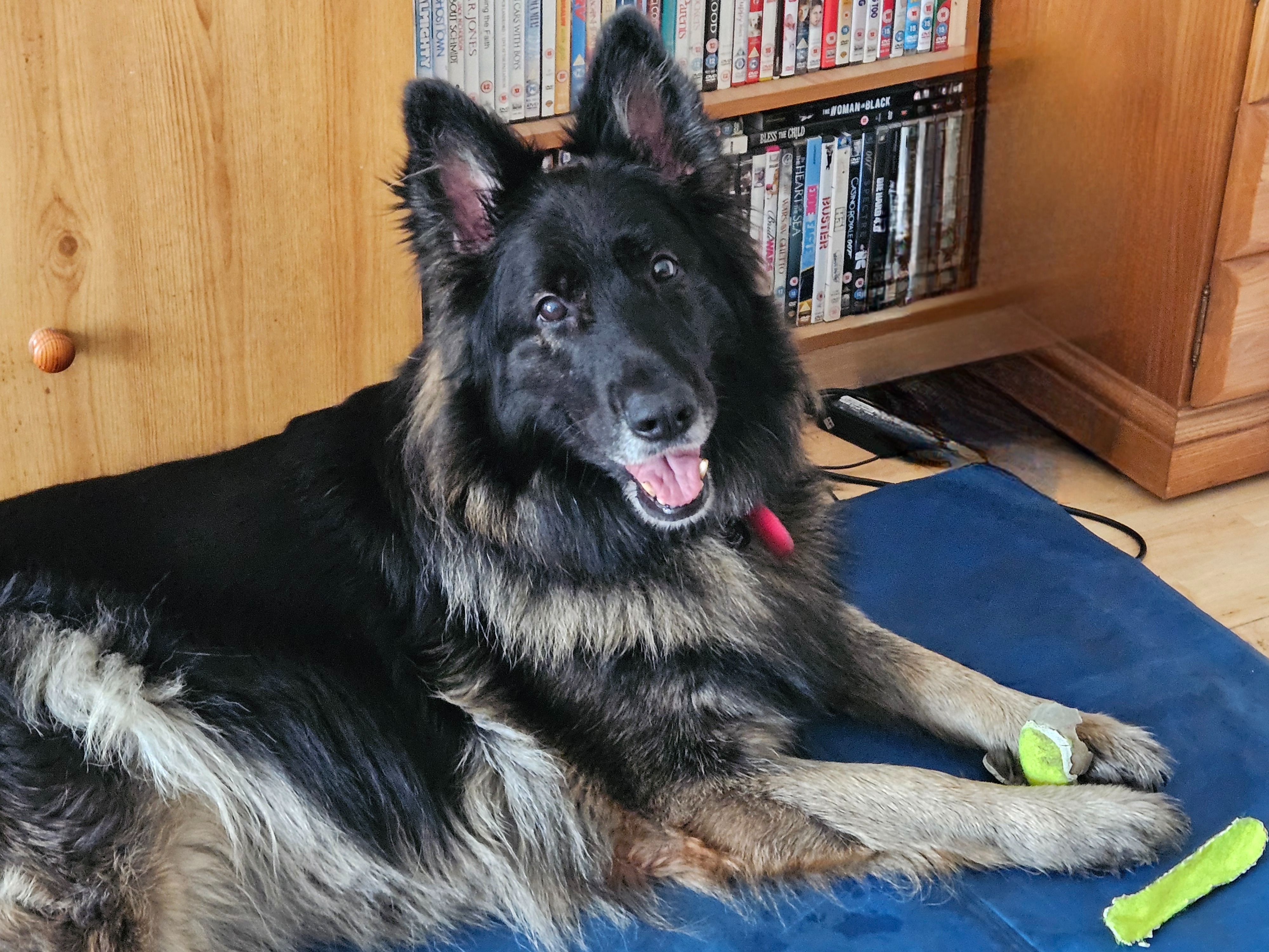 Donations to help my fur baby beat severe pneumonia campaign photo, 5 of 8