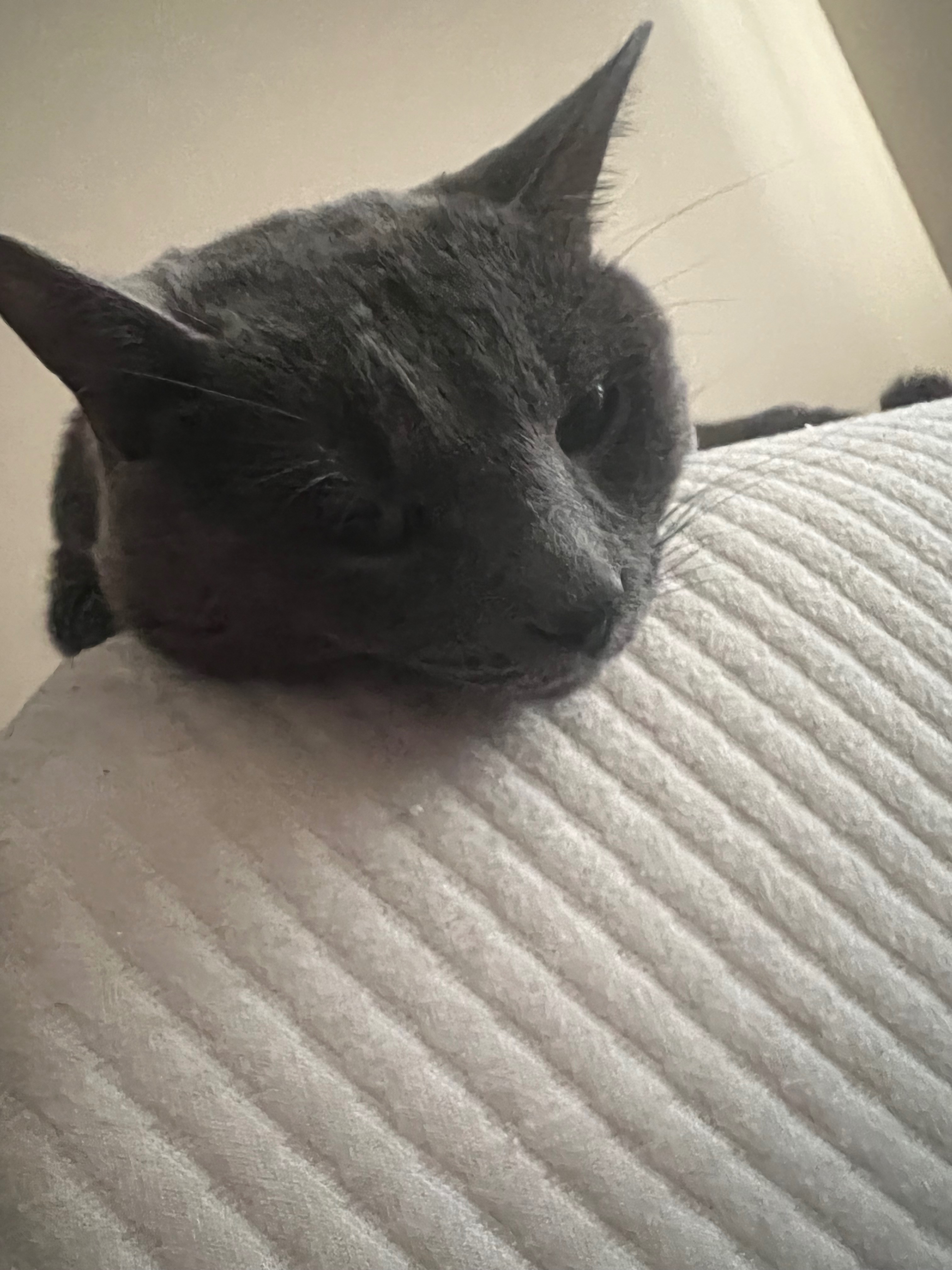 Help me pay for my best friend, Salem’s, vet bills campaign photo, 2 of 7