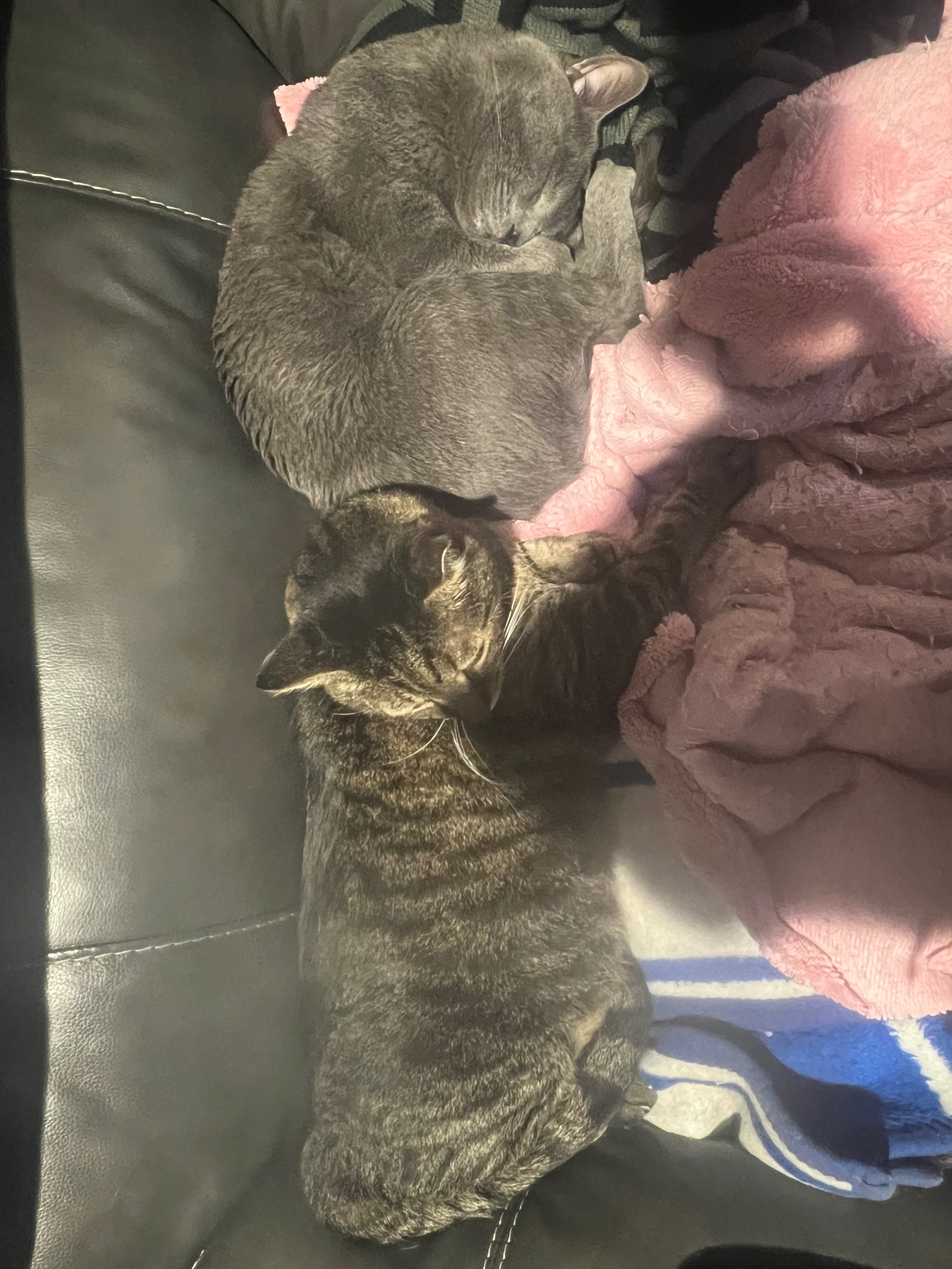 Help me pay for my best friend, Salem’s, vet bills campaign photo, 4 of 7