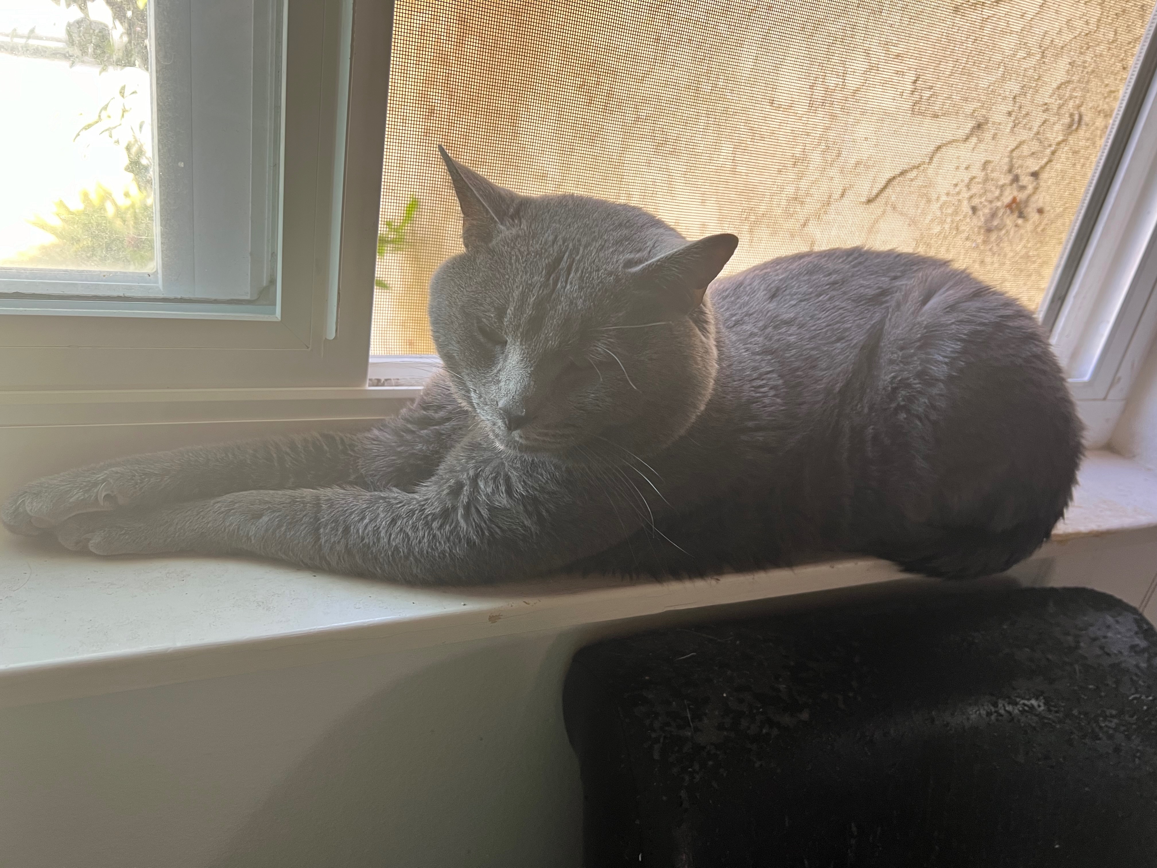Help me pay for my best friend, Salem’s, vet bills campaign photo, 5 of 7