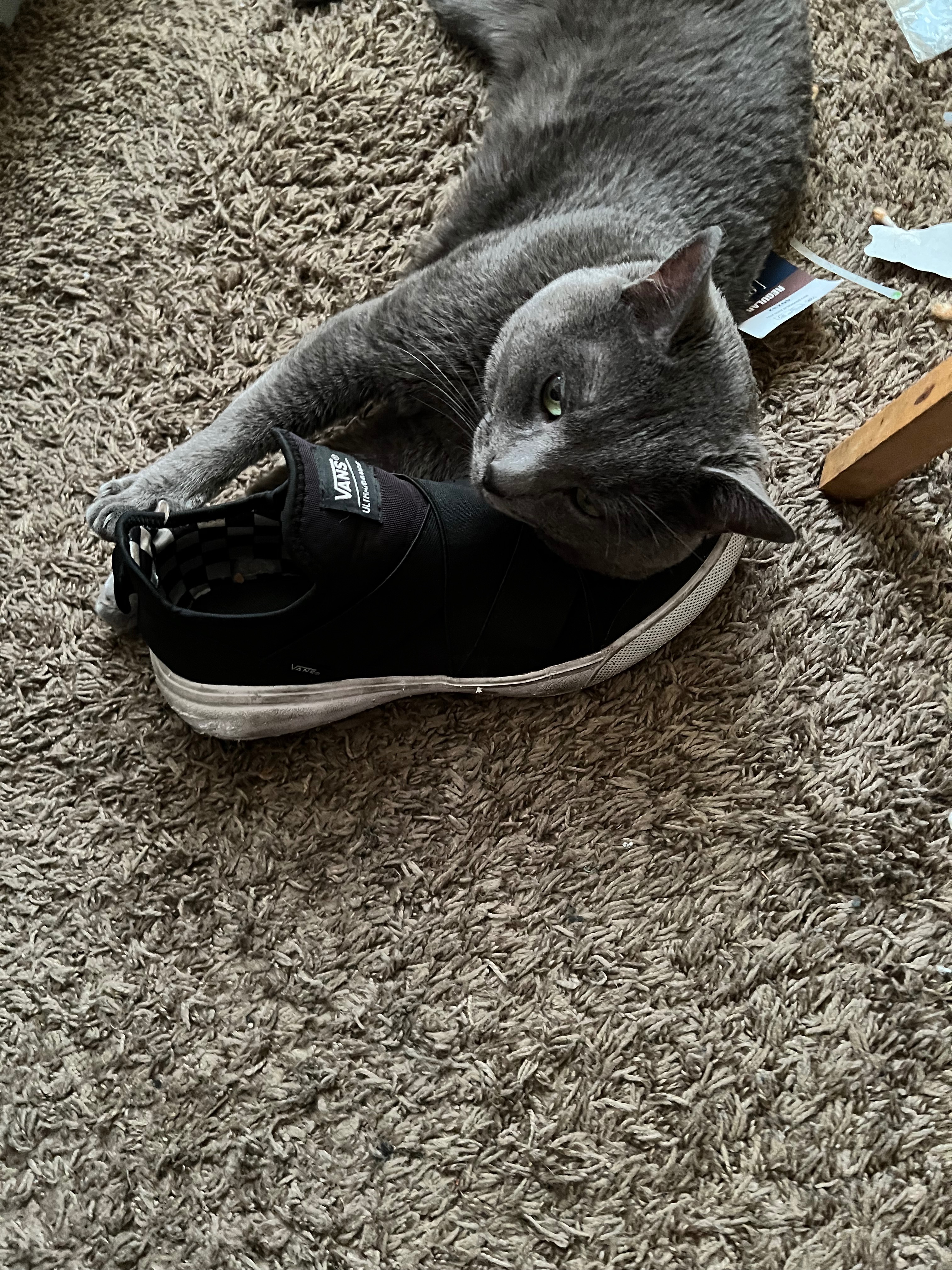 Help me pay for my best friend, Salem’s, vet bills campaign photo, 6 of 7
