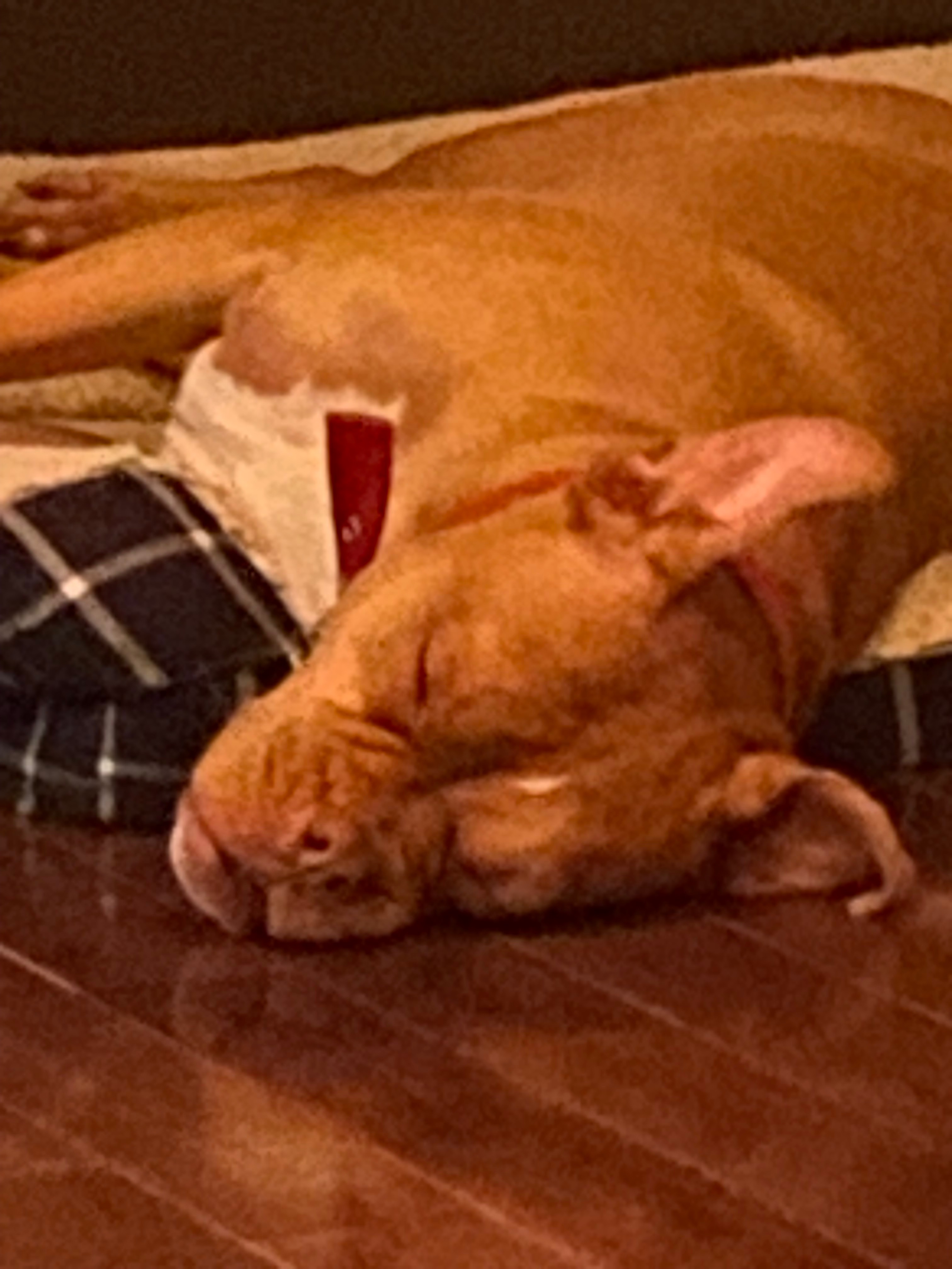 Help Nala Recover from Emergency Surgery campaign photo, 7 of 8