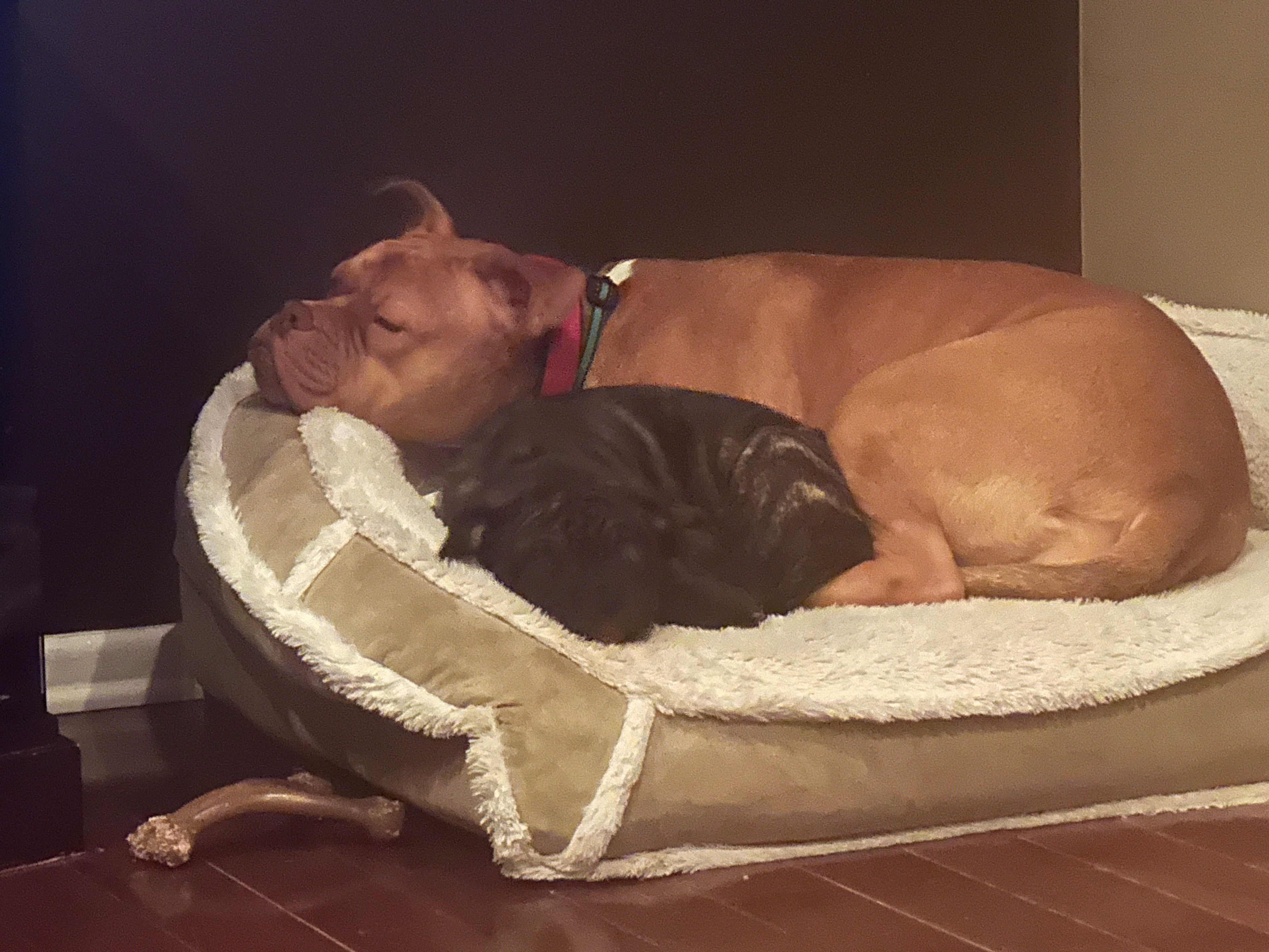 Help Nala Recover from Emergency Surgery campaign photo, 2 of 8