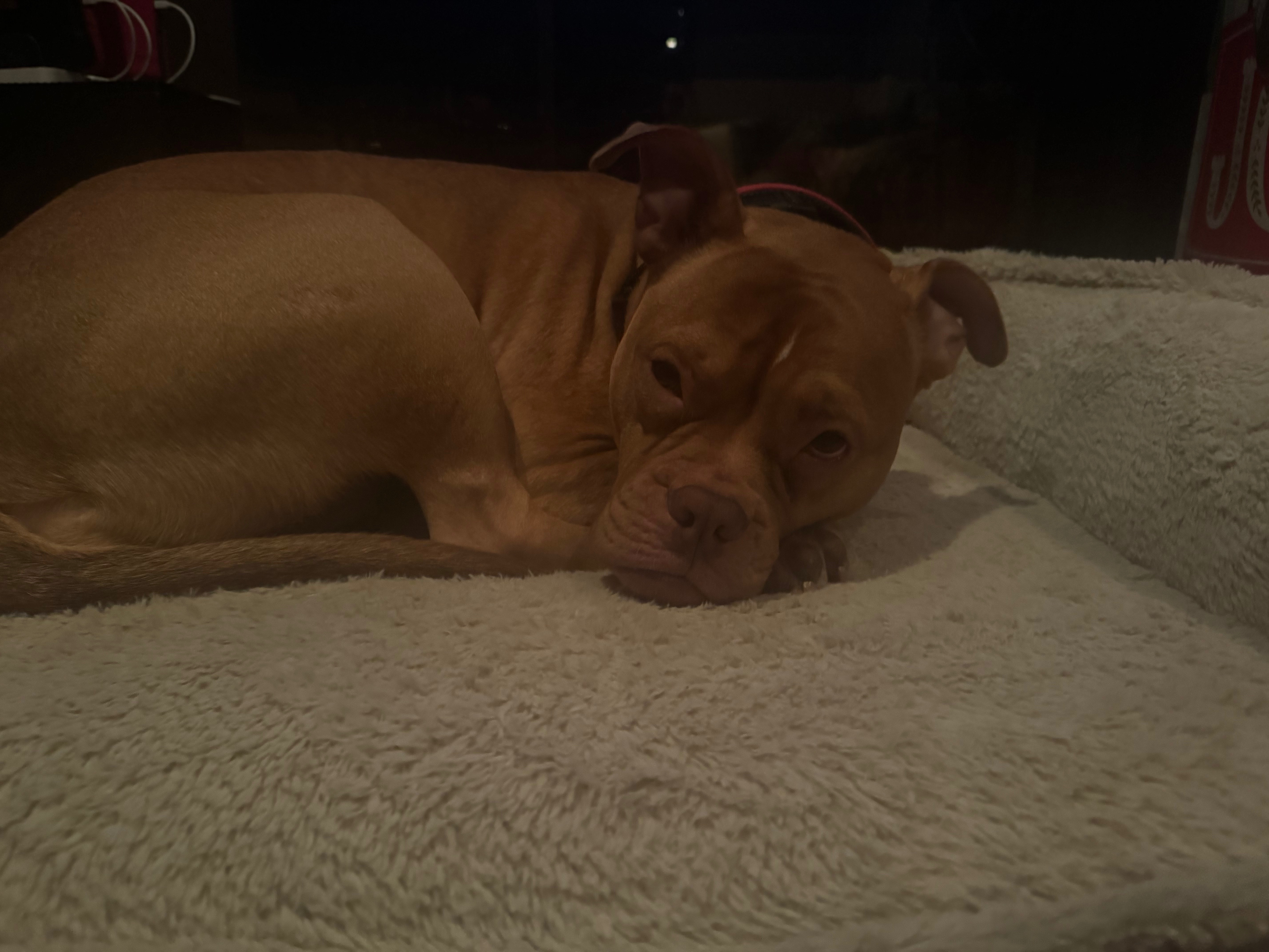 Help Nala Recover from Emergency Surgery campaign photo, 4 of 8