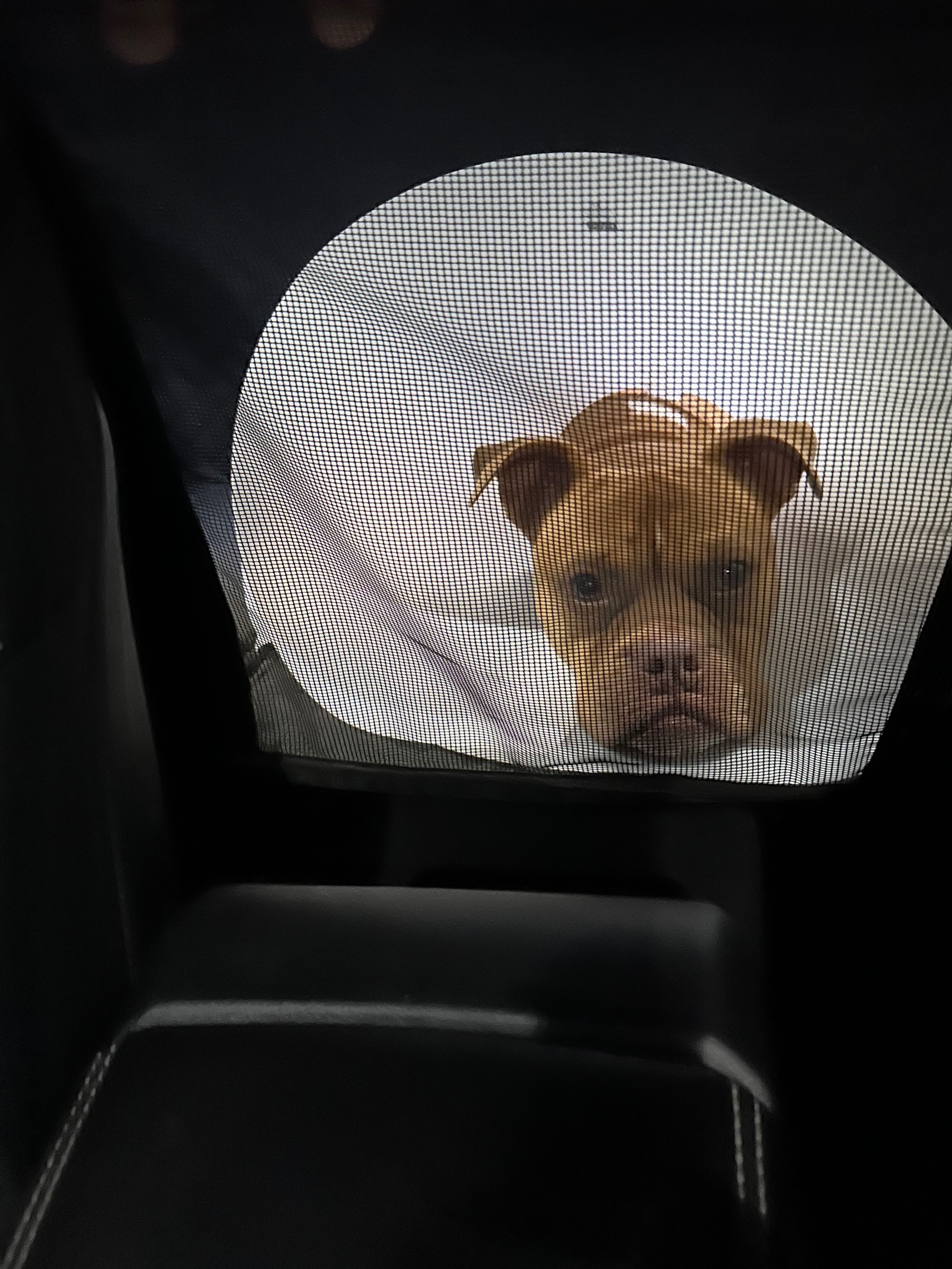 Help Nala Recover from Emergency Surgery campaign photo, 5 of 8