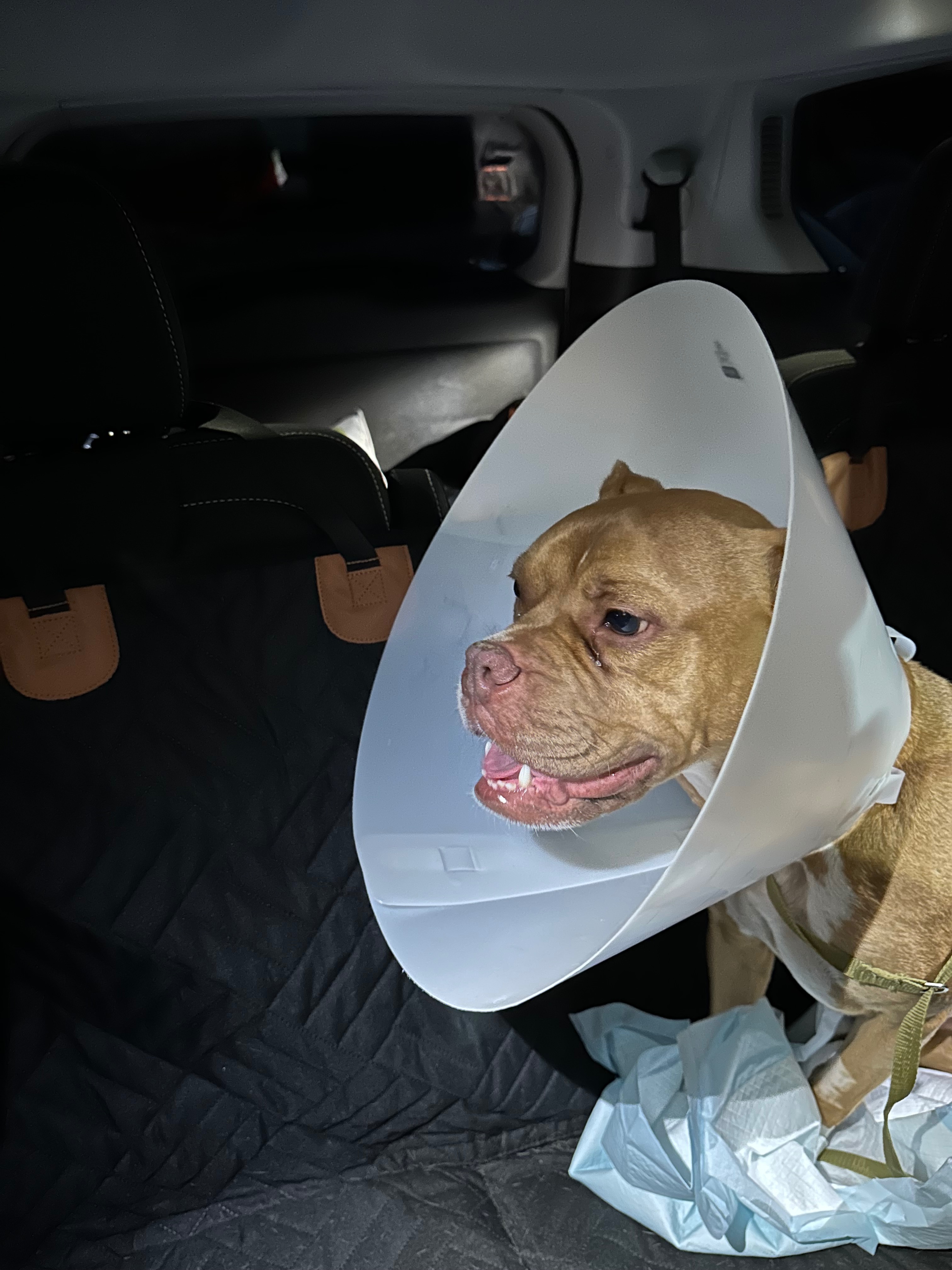 Help Nala Recover from Emergency Surgery campaign photo, 6 of 8