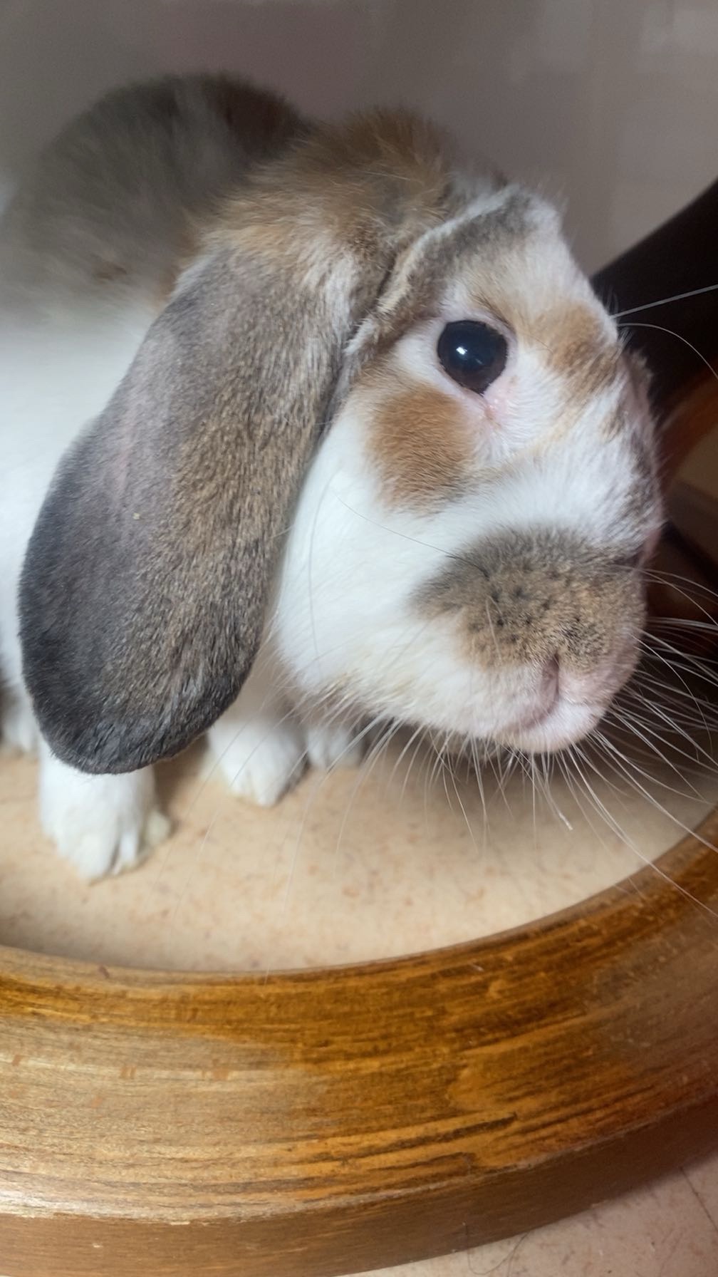 Pour aider l’opération de mon Lapin Lucky campaign photo, 7 of 8
