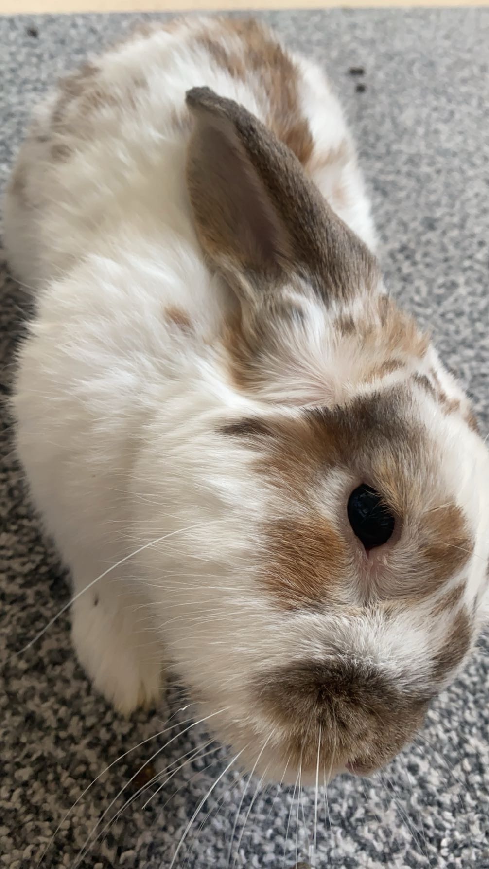 Pour aider l’opération de mon Lapin Lucky campaign photo, 2 of 8