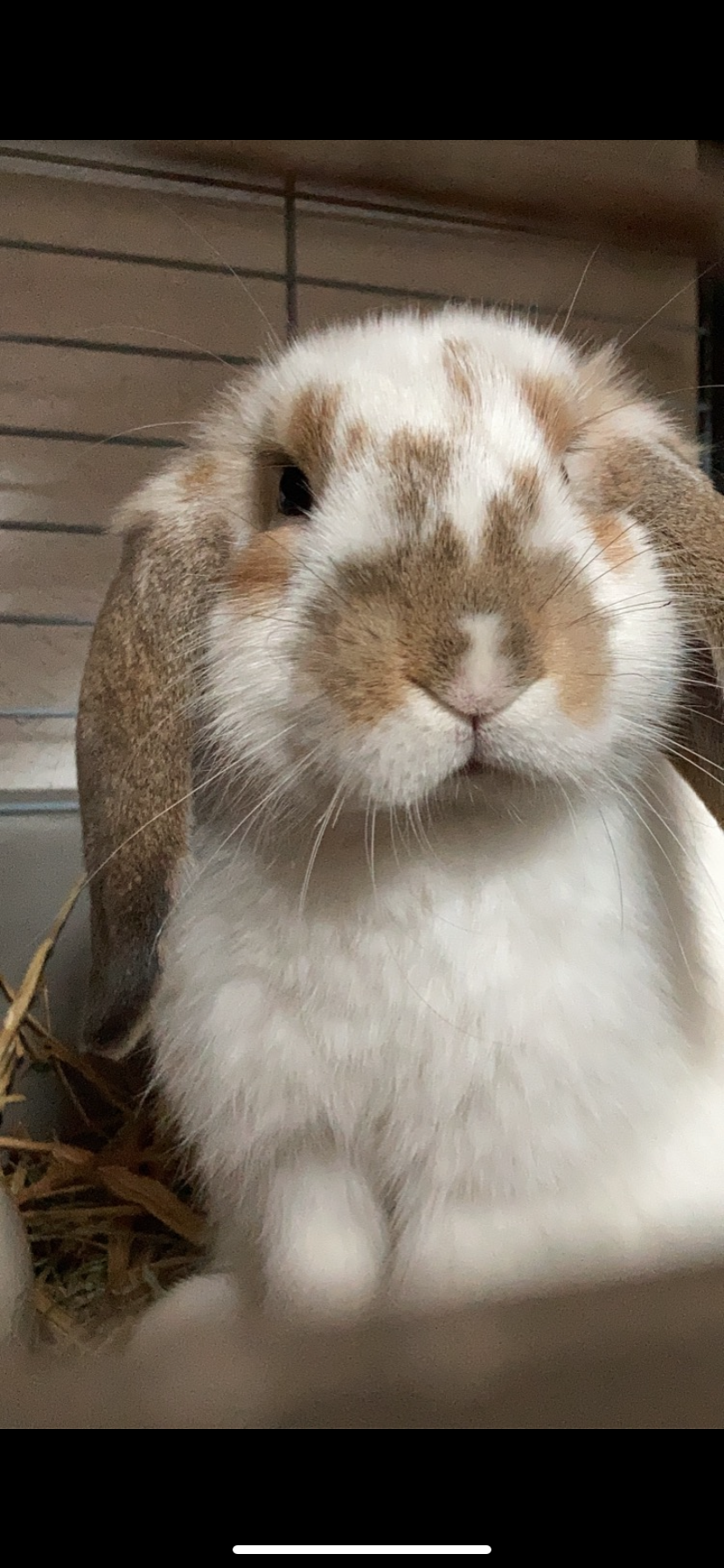 Pour aider l’opération de mon Lapin Lucky campaign photo, 4 of 8