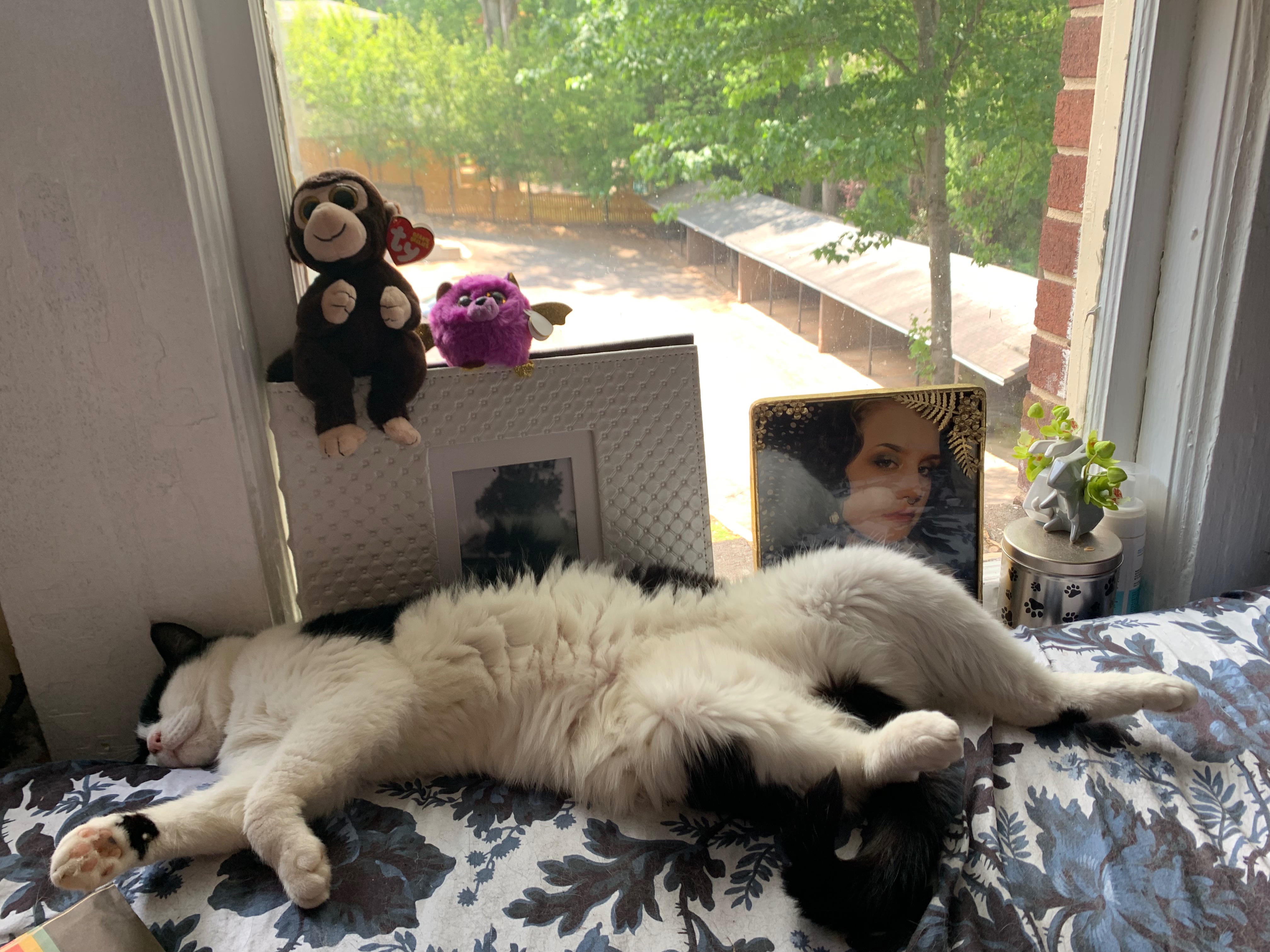 Mischief Needs Surgery to Double her Life campaign photo, 2 of 7