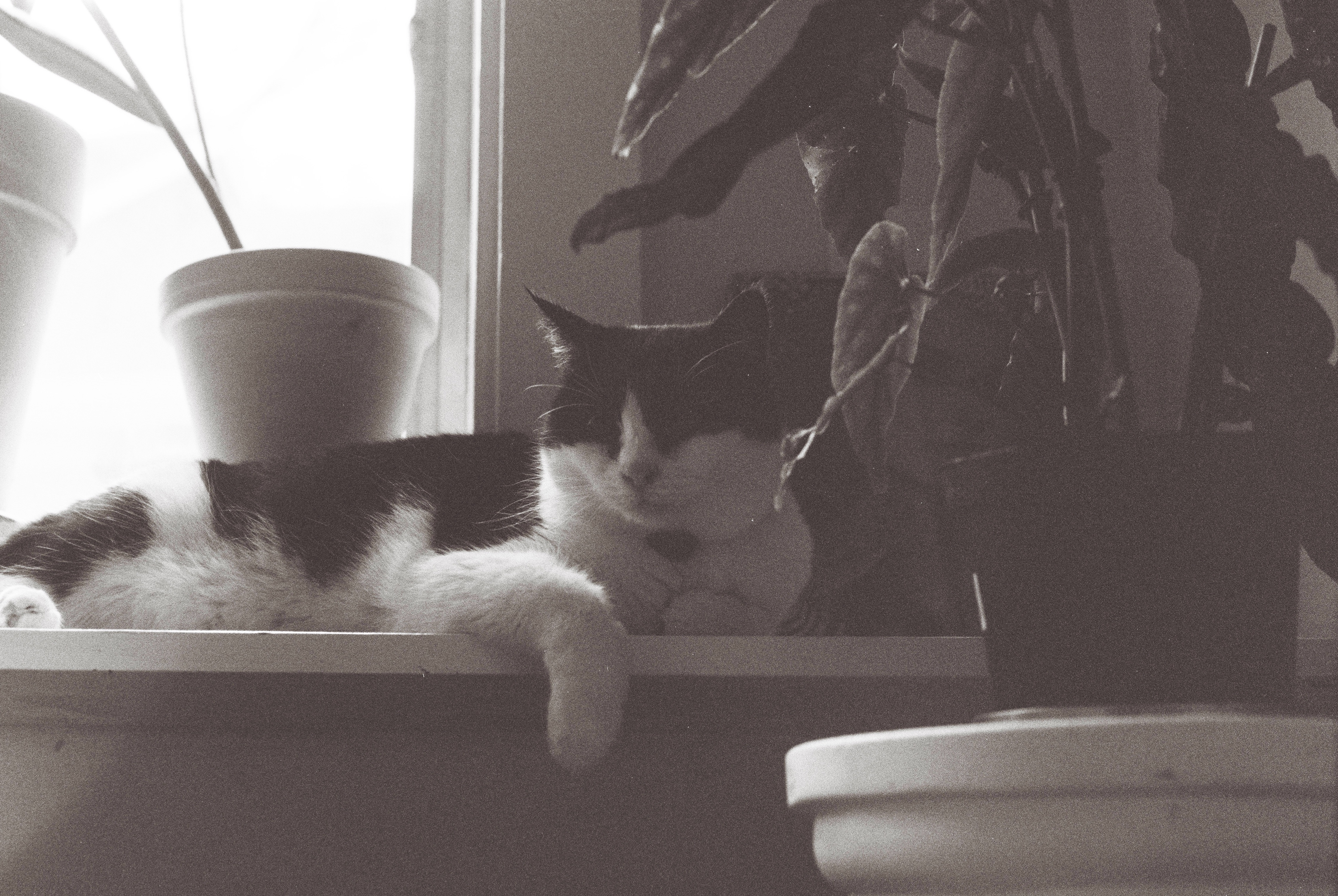 Mischief Needs Surgery to Double her Life campaign photo, 5 of 7