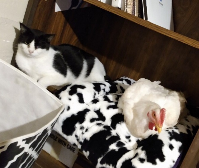 Mischief Needs Surgery to Double her Life campaign photo, 6 of 7