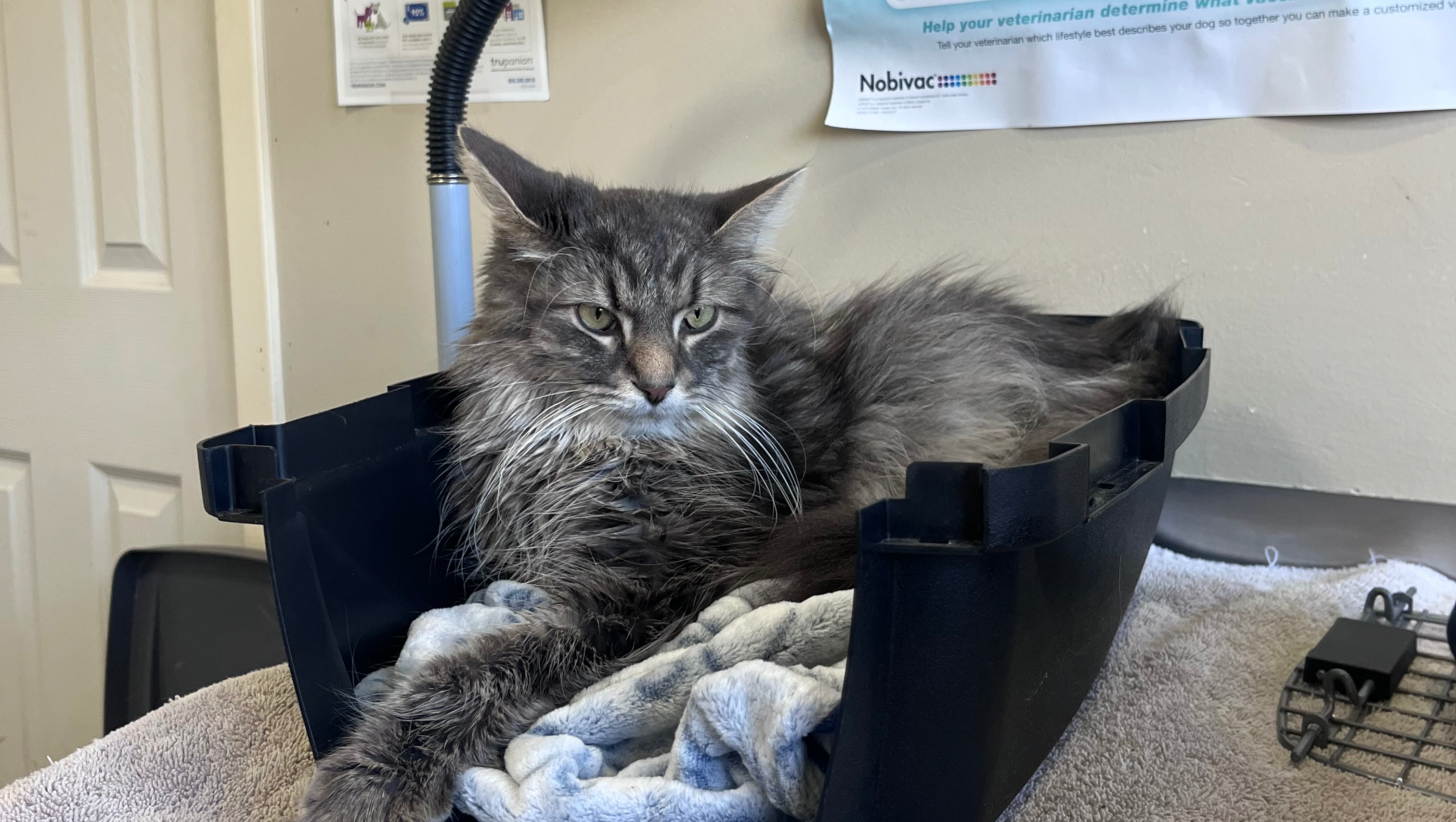 Donate to help save 3 year old Blue (mount Albert vet) photo