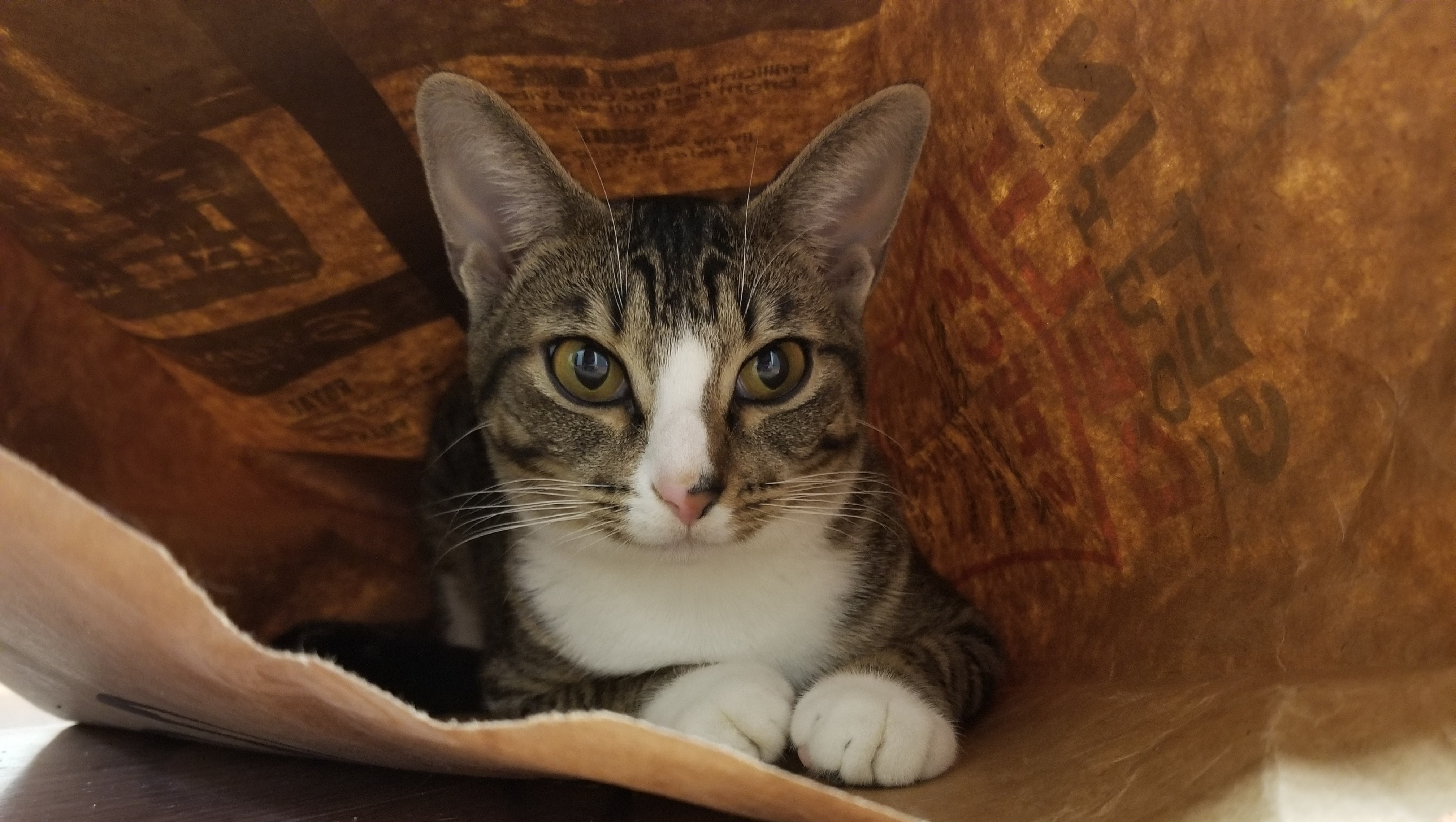 Save Wednesday: Urgent Medical Help Needed pinned link photo