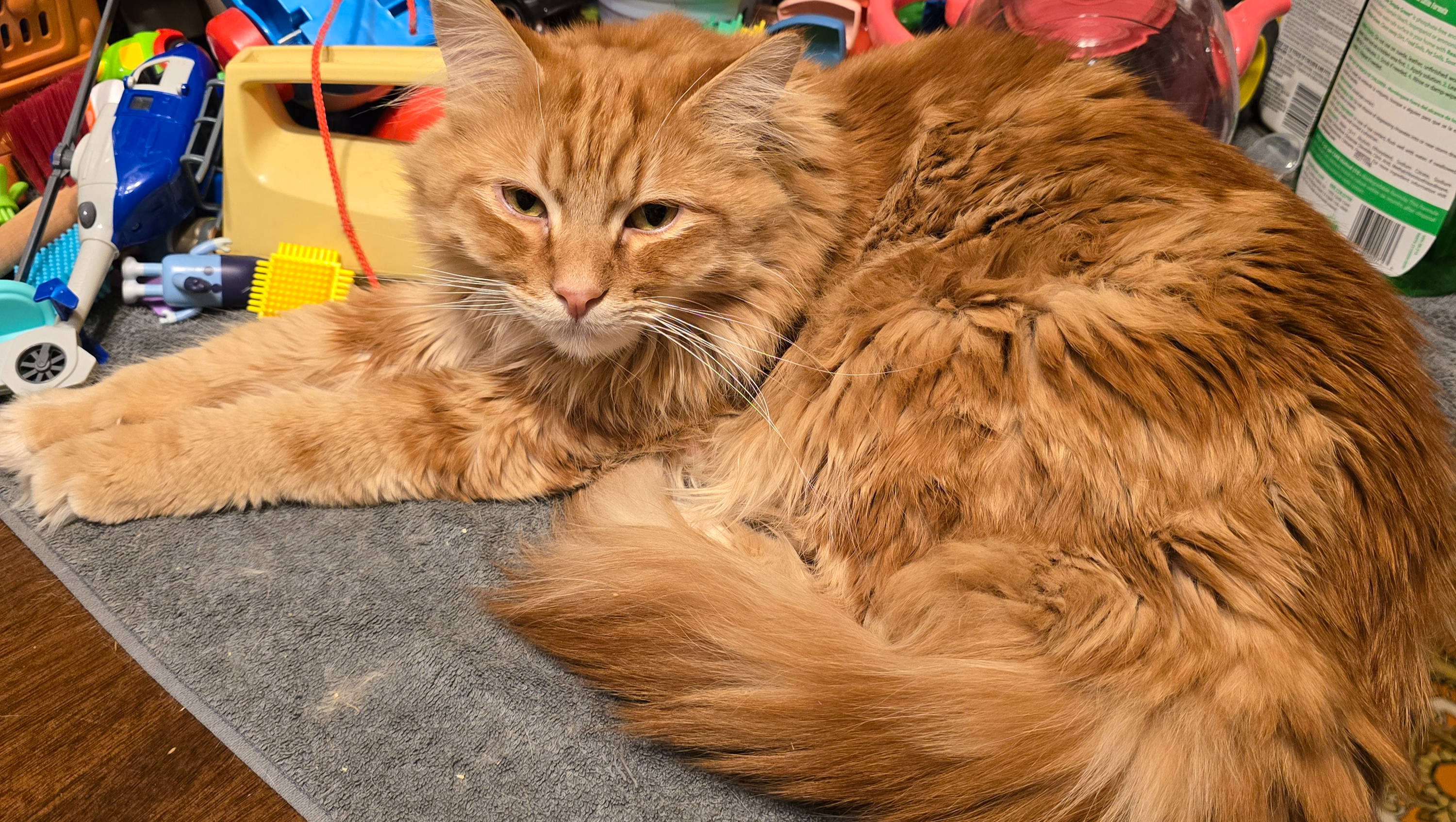 Please Give My Rudy a Chance to Live: Medication Needed!