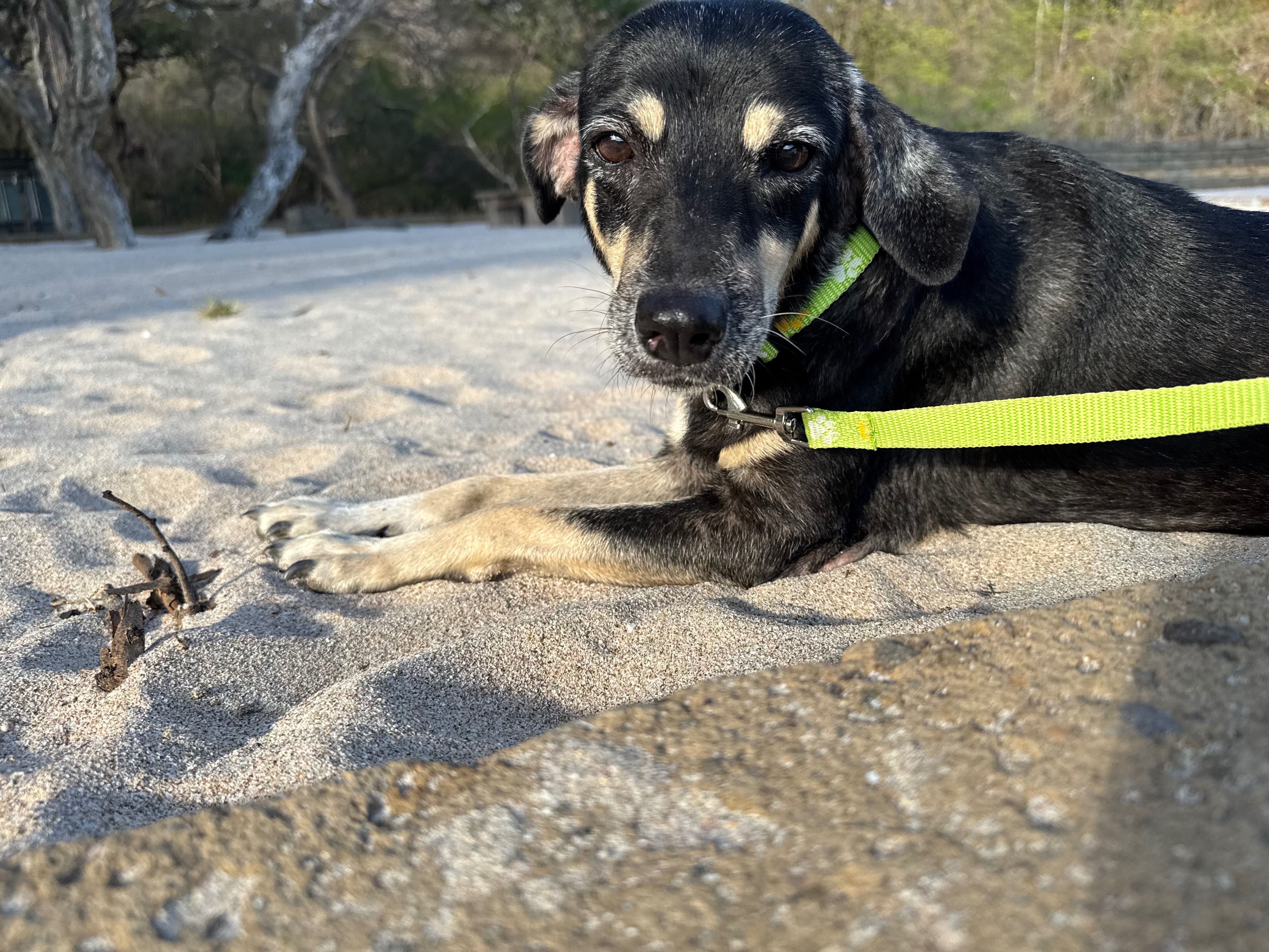 Seaside Clinica Veterinaria, Critical Clinic Upgrades Needed campaign photo, 7 of 8