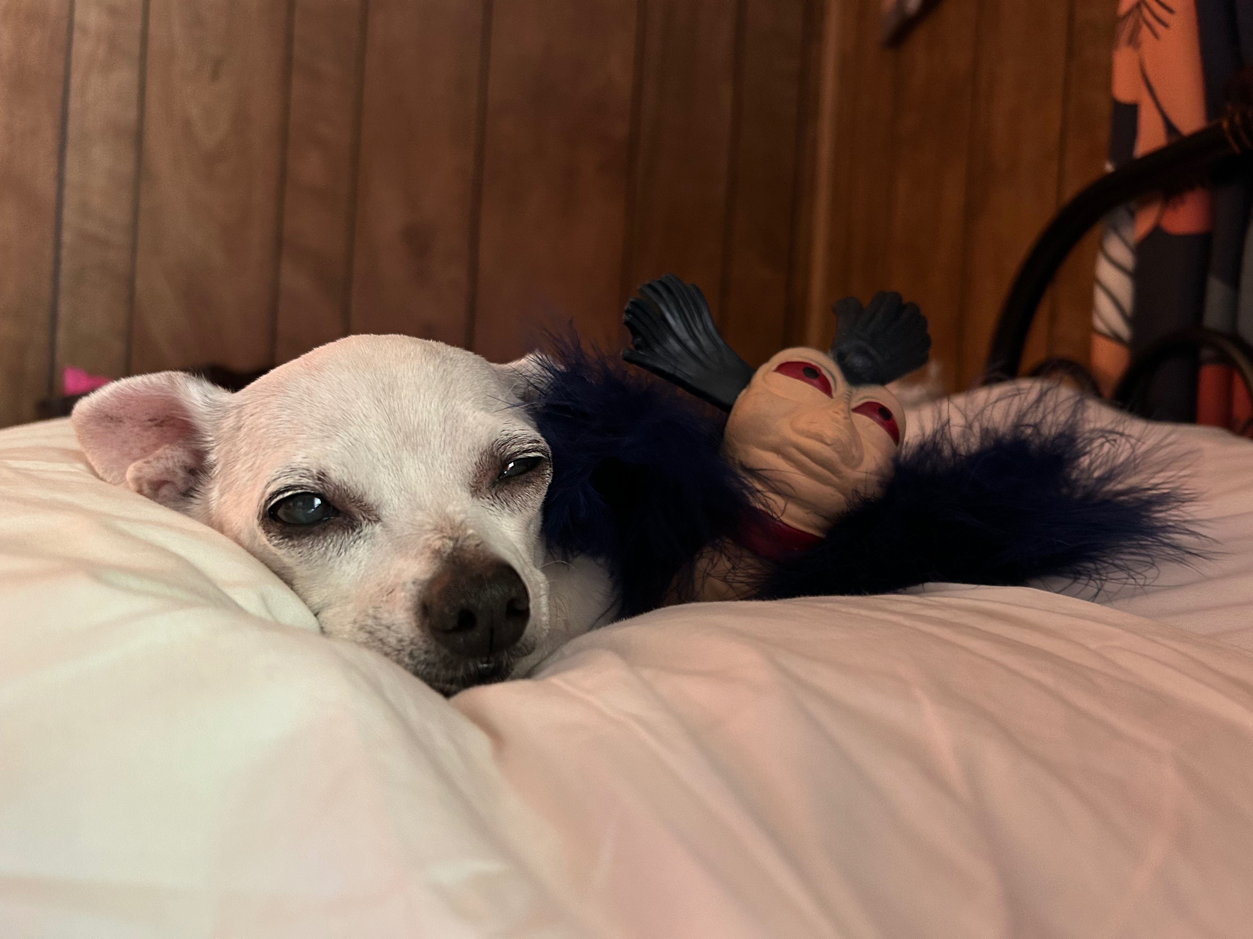Save Ellie Mae from Cancer! campaign photo, 2 of 8