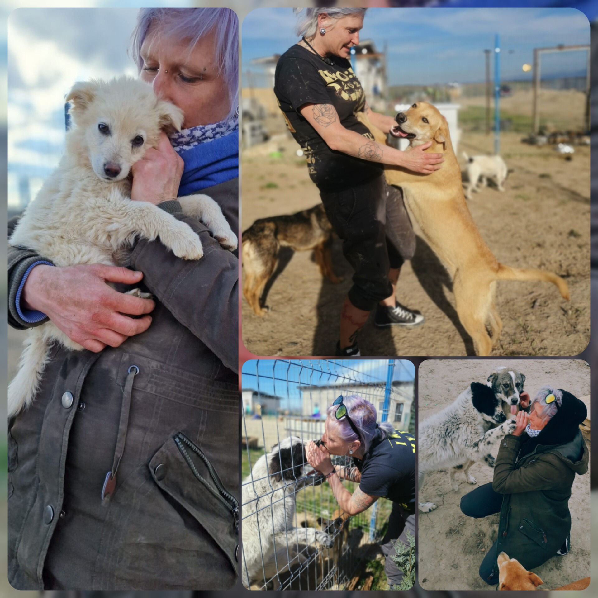 Hilfe für Straßenhunde in Rumänien campaign photo, 7 of 8