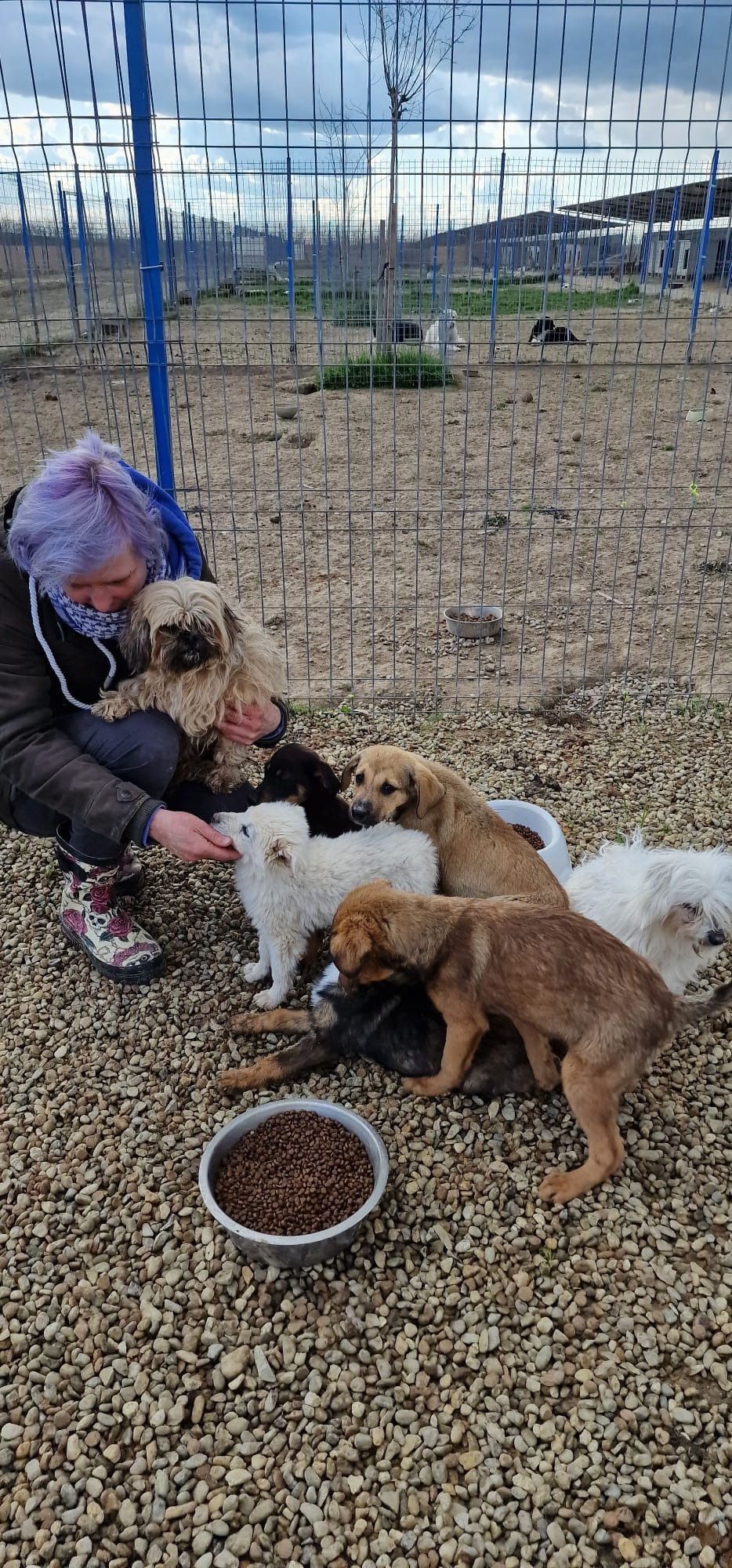 Hilfe für Straßenhunde in Rumänien campaign photo, 4 of 8