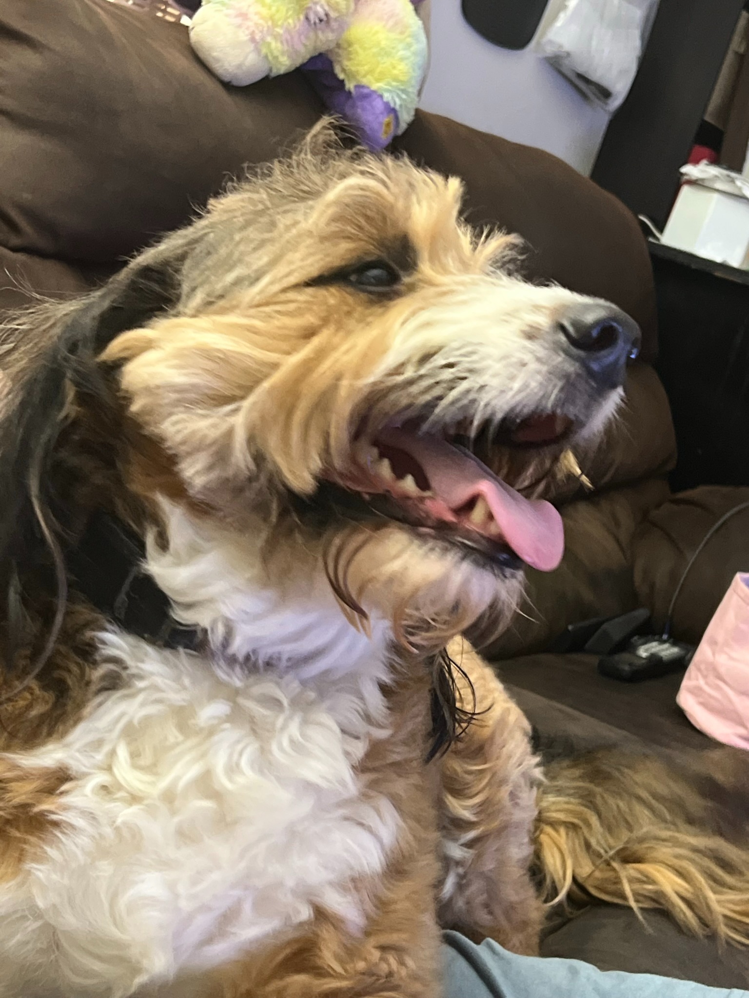 Noodle Needs Surgery campaign photo, 2 of 7
