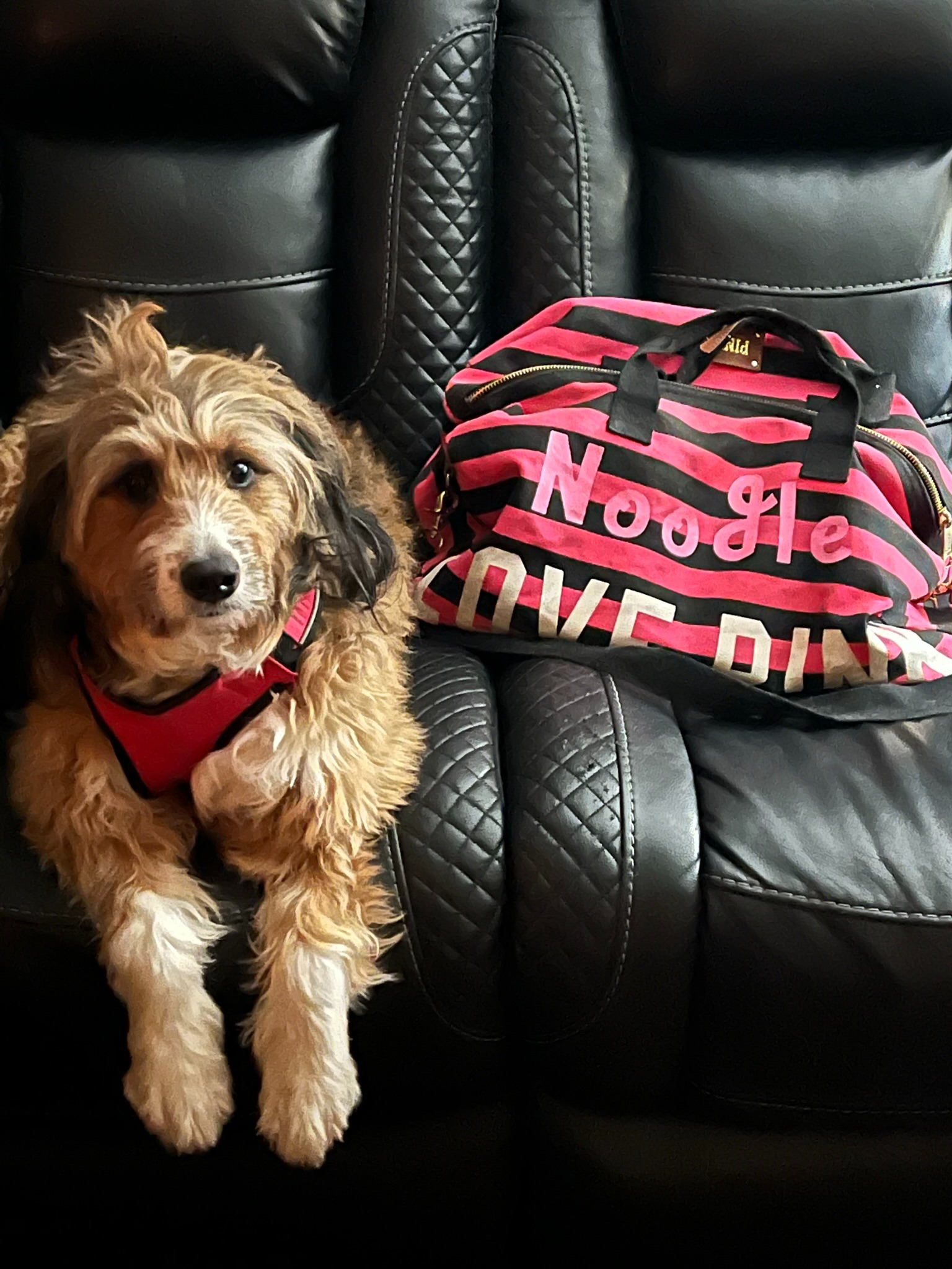 Noodle Needs Surgery campaign photo, 4 of 7