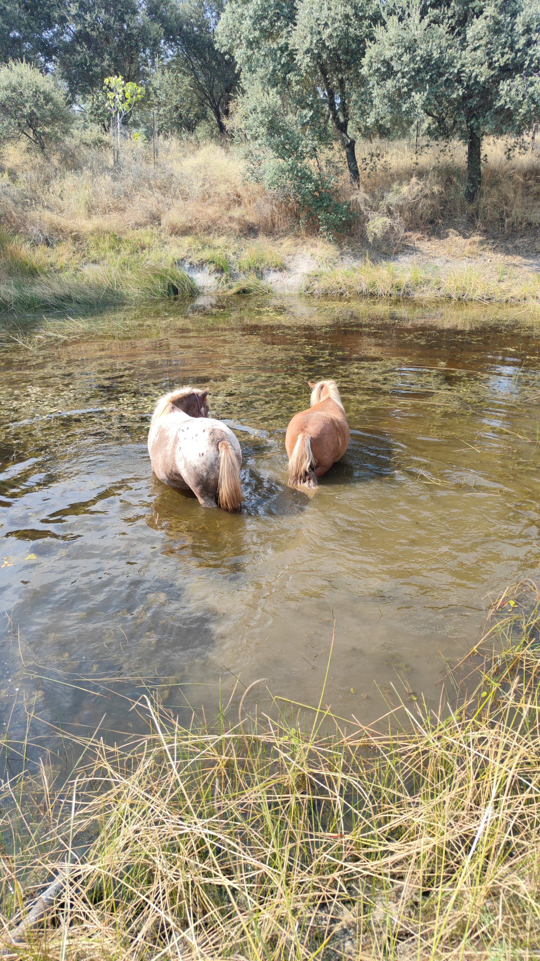 Help ons onze dromen voor dier en mens waar te maken! campaign photo, 6 of 8