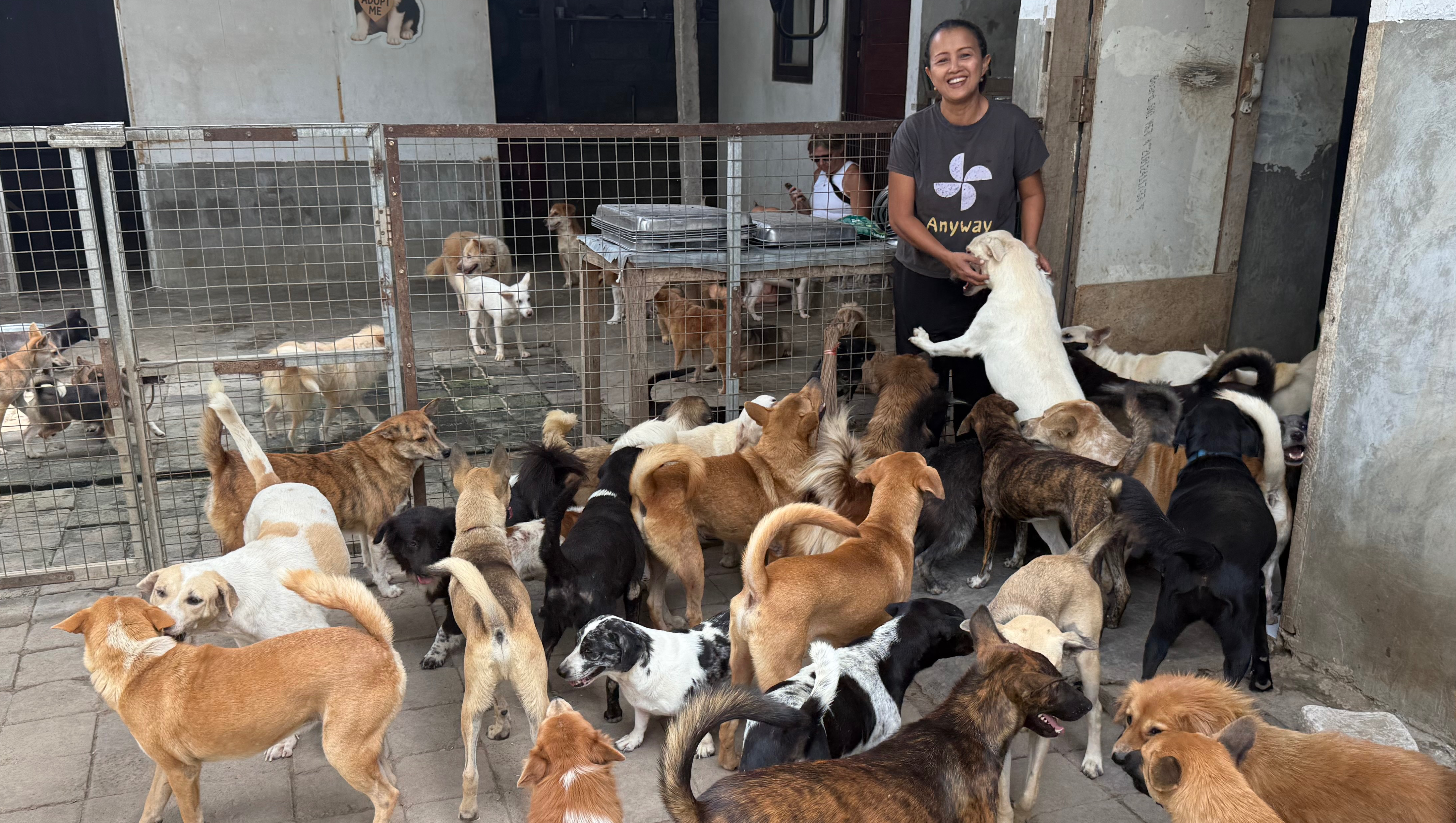My Bali Dogs needs your help (impacted by floods) photo