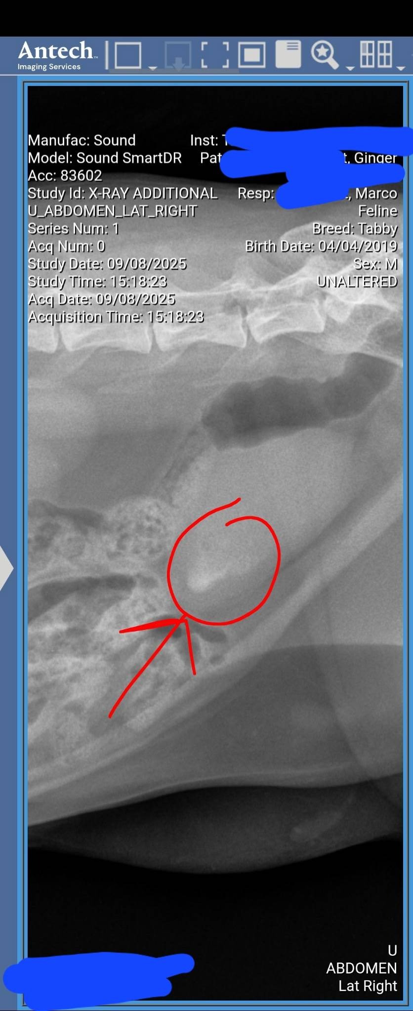 Save Ginger: Urgent Surgery Needed campaign photo, 4 of 5