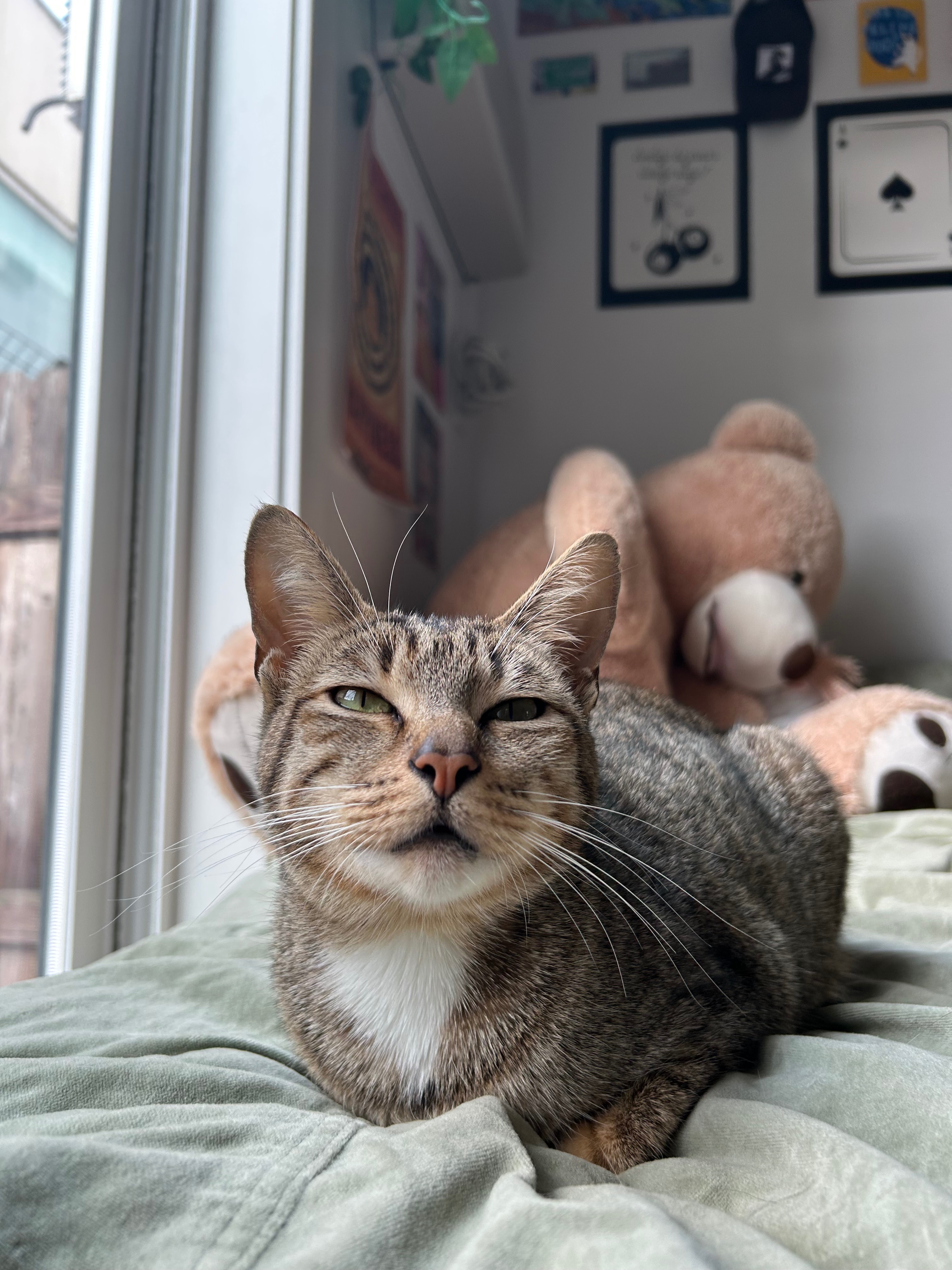 Nala's Dental Rescue campaign photo, 5 of 6