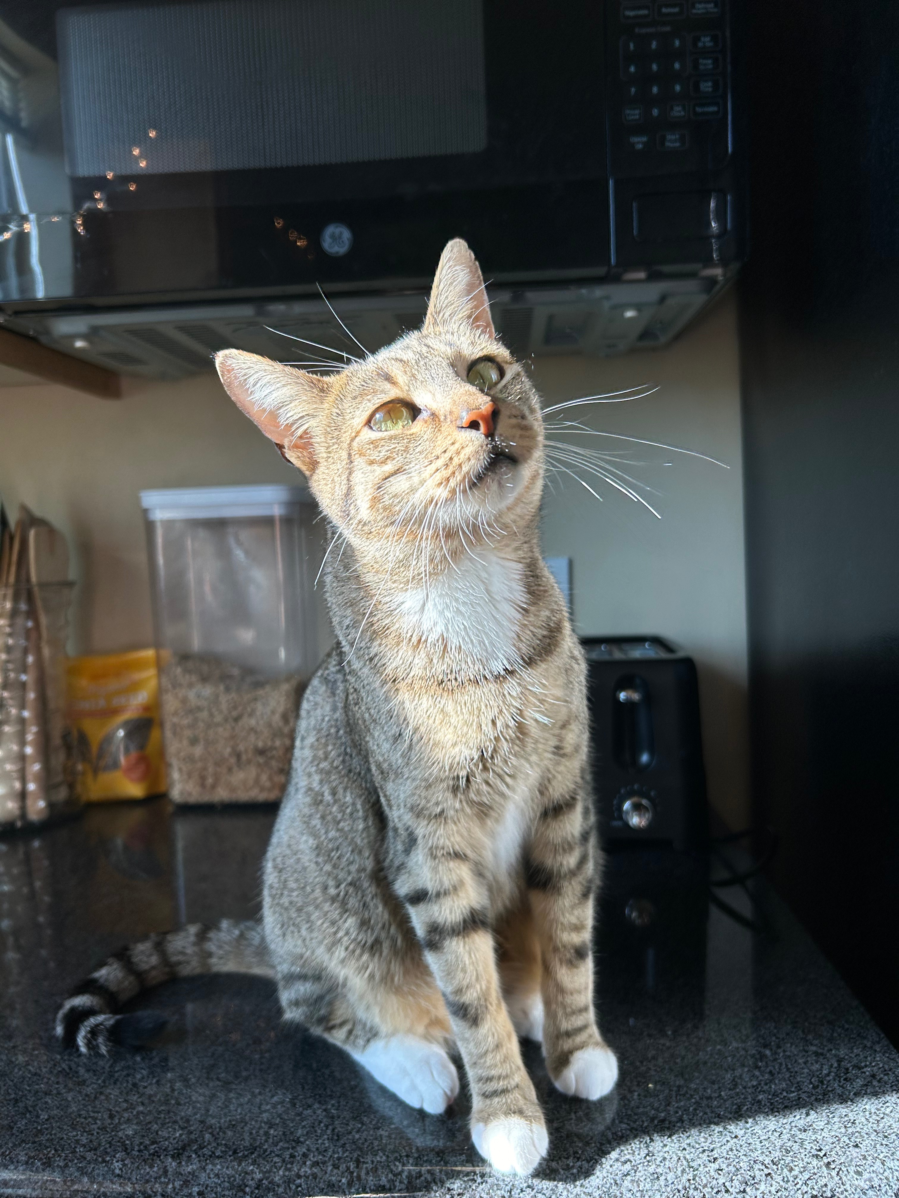 Nala's Dental Rescue campaign photo, 2 of 6