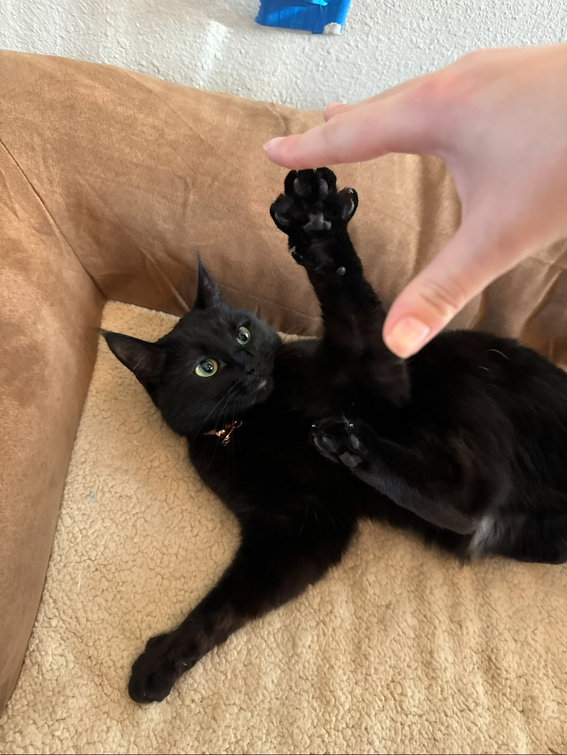 Help Support Sylvie’s Amputation Surgery & Recovery campaign photo, 5 of 8